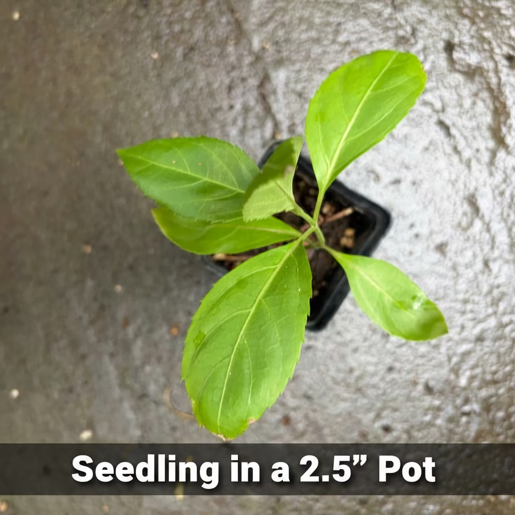 Belize Sage - Red Flowering Perennial, Butterfly Magnet, Easy to Grow, Zones 8-11