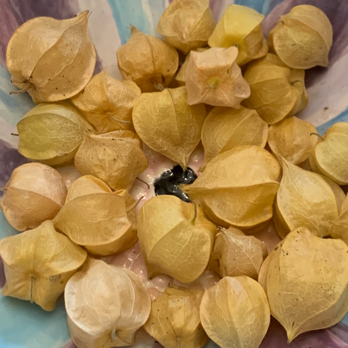 Pineapple Ground Cherry Starter Plants, Full Sun, Annual Fruit, Steep Hill Garden