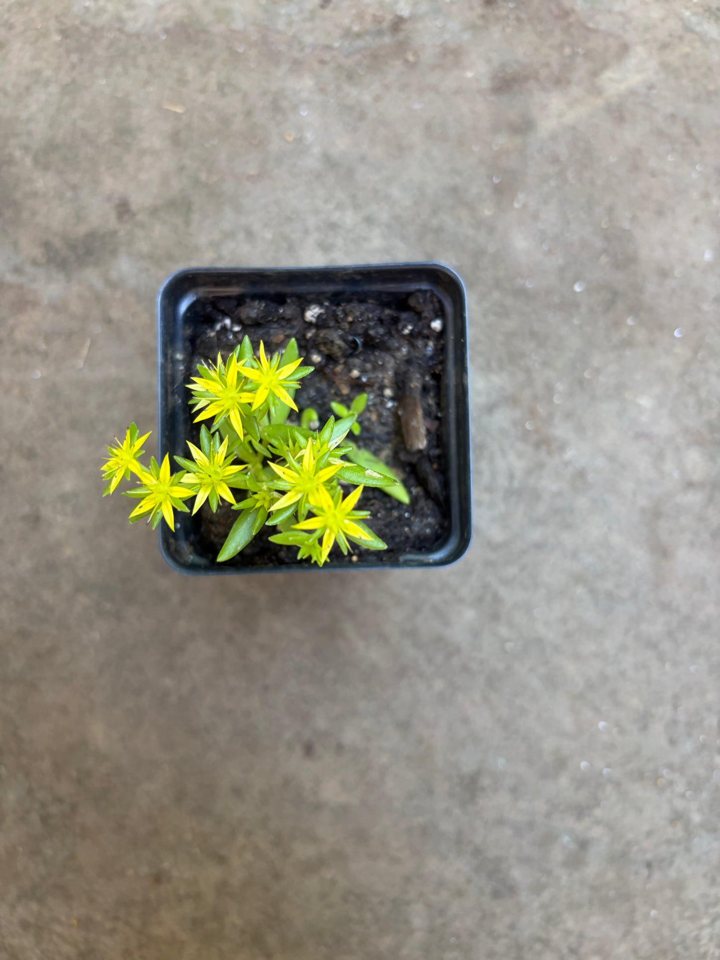 Stringy Sedum Plants (Sedum Sarmentosum) - Perennial Succulent, Yellow Blooms, Full-Part Sun, Zones 3-9