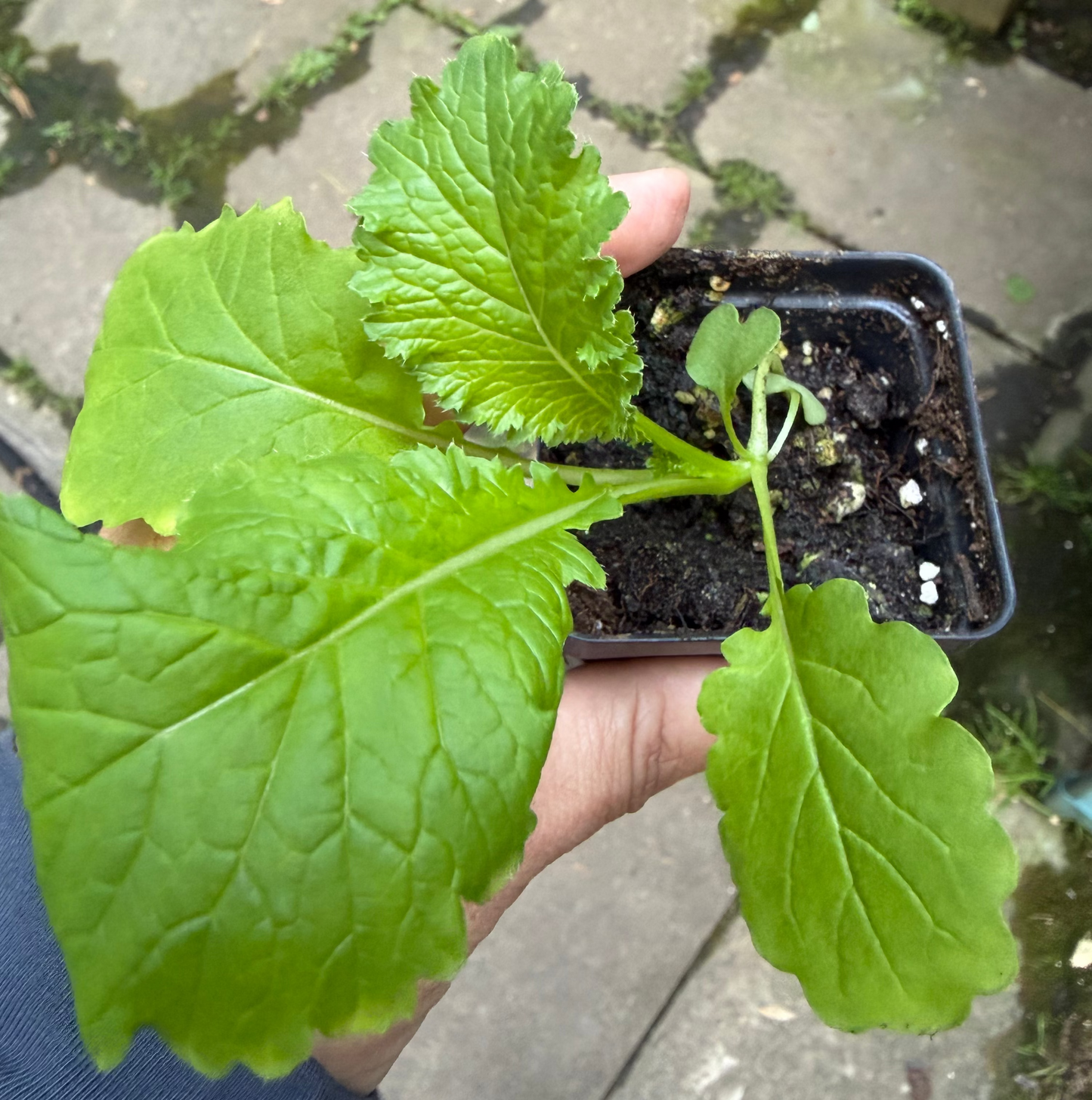 Catskill (Long Island Improved) Brussels Sprouts Live Plants - Heirloom, Cool Season, 2-Pack - Shipping starts early-April