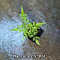 Hardy Jasmine Plants (Jasminum Officinal)