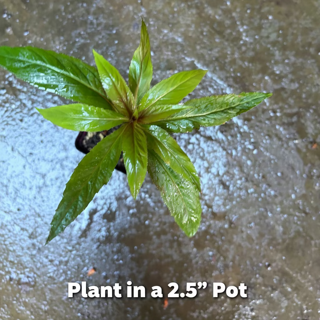 Cardinal Flower Live Plant
