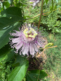 Maypop Passionflower (Passiflora incarnata) Live Plant – Native Vine, Edible Fruit, Zones 6–9, Hardy Passion Fruit