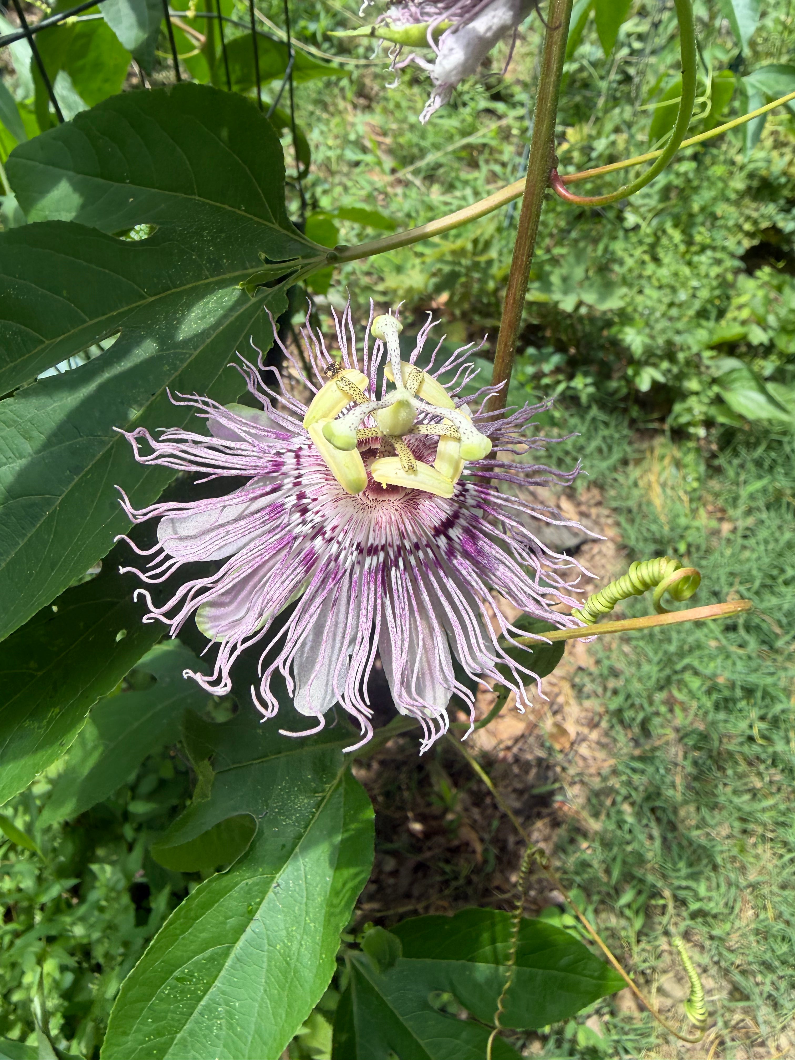 Maypop Passionflower (Passiflora incarnata) Live Plant – Native Vine, Edible Fruit, Zones 6–9, Hardy Passion Fruit