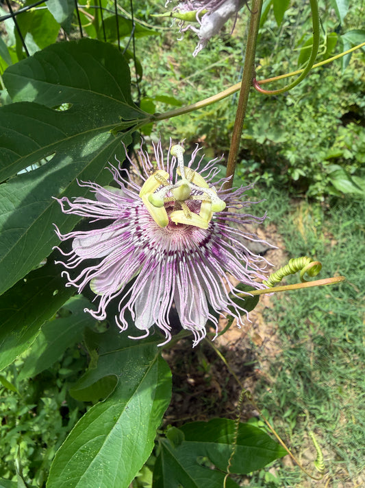 Maypop Passionflower (Passiflora incarnata) Live Plant – Native Vine, Edible Fruit, Zones 6–9