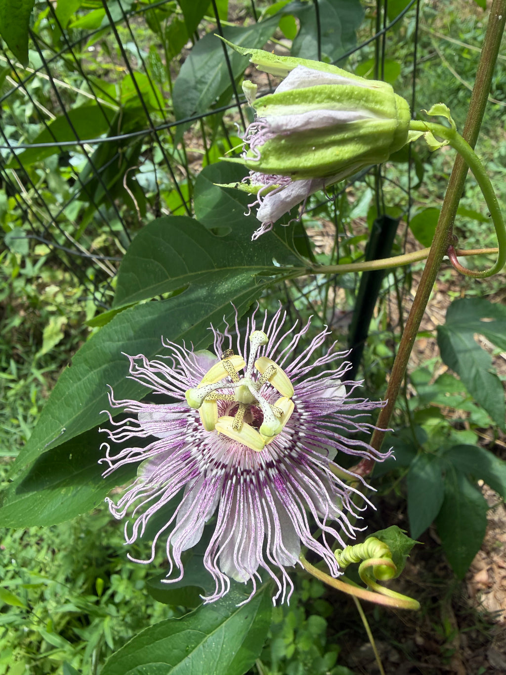 Maypop Passionflower (Passiflora incarnata) Live Plant – Native Vine, Edible Fruit, Zones 6–9, Hardy Passion Fruit