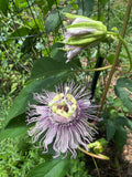 Maypop Passionflower (Passiflora incarnata) live vine foliage