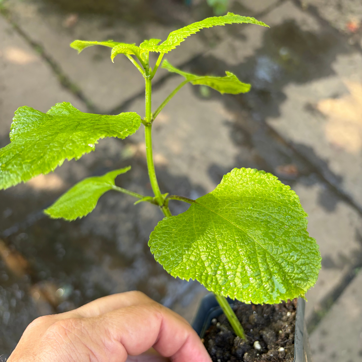 Van Remsen Salvia, Anise Sage