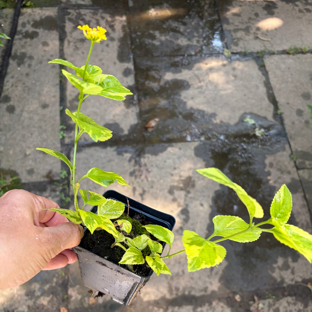 Samantha Lantana Live Plant – Purple & Yellow Blooms, Pollinator-Friendly, Zones 7–11