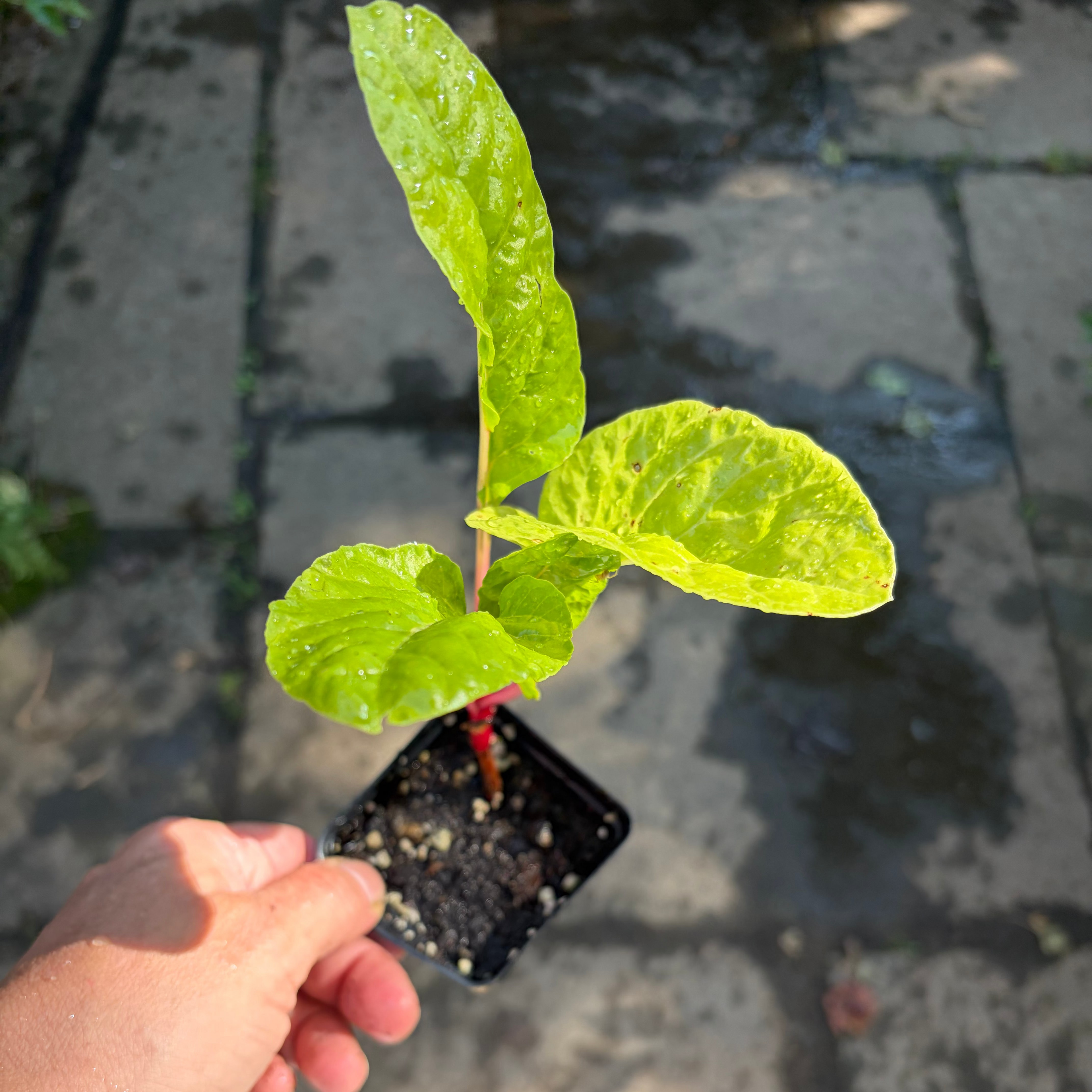 Swiss Chard 'Bright Lights' Live Plants – Colorful Mix, Warm-Season Spinach Alternative, Annual