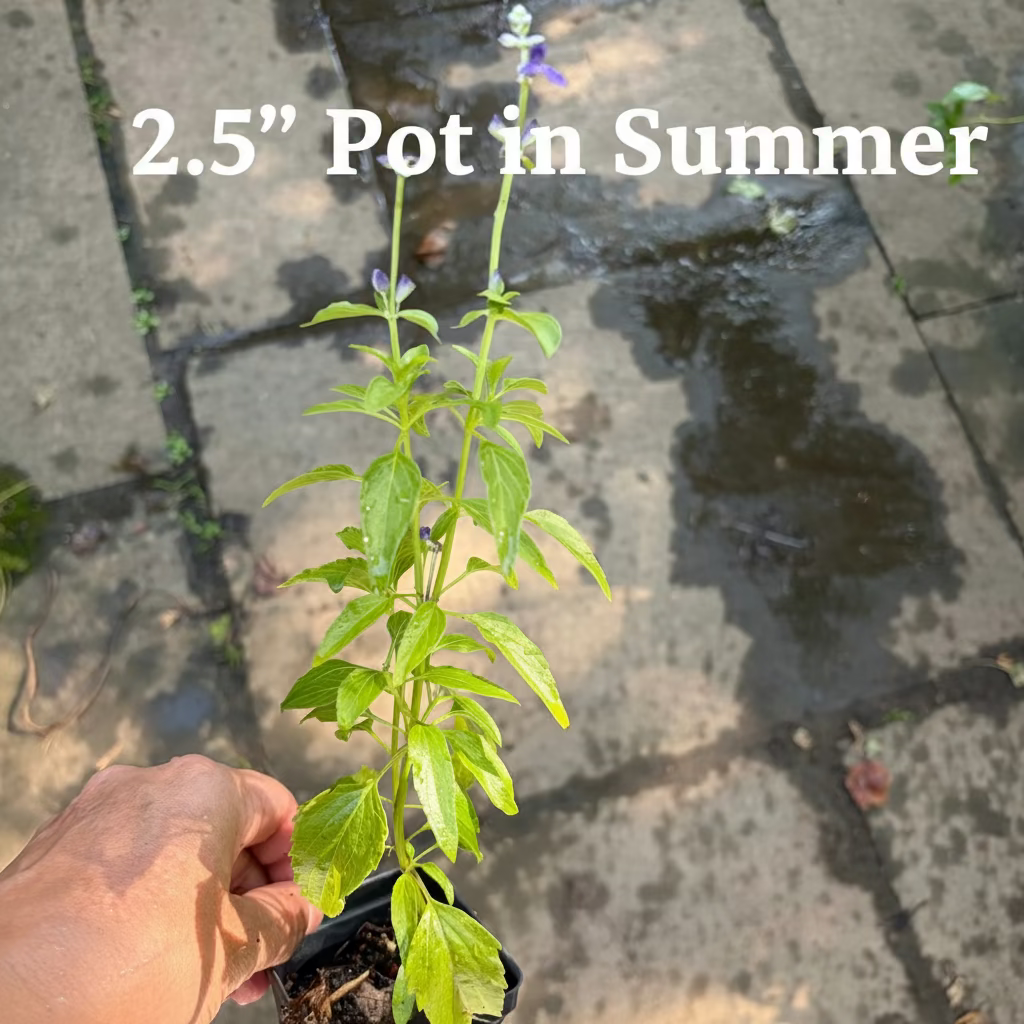 Sirius Blue Sage Plant - Live Autumn Sage, Blue Blooms, Attracts Hummingbirds, Deer Resistant, Zones 7-10