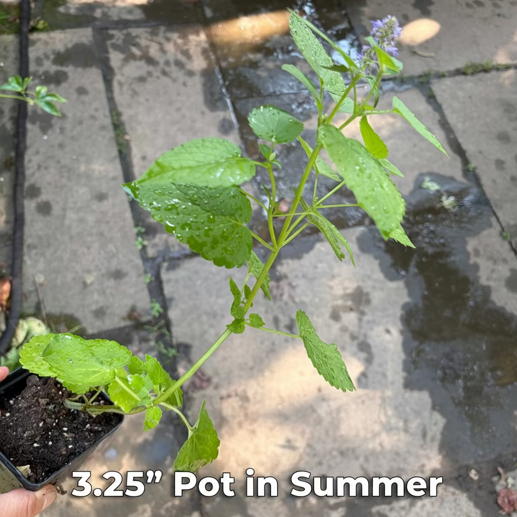 Anise Hyssop - Agastache Foeniculum