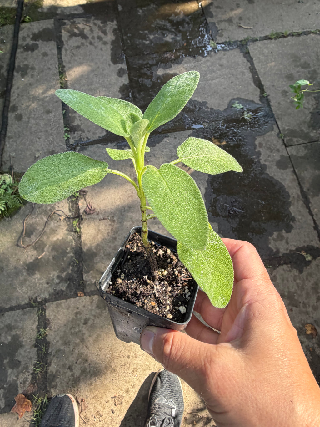 Culinary Sage Plant - Live Salvia officinalis, Herb Garden Perennial, Zones 4-10 — plant detail