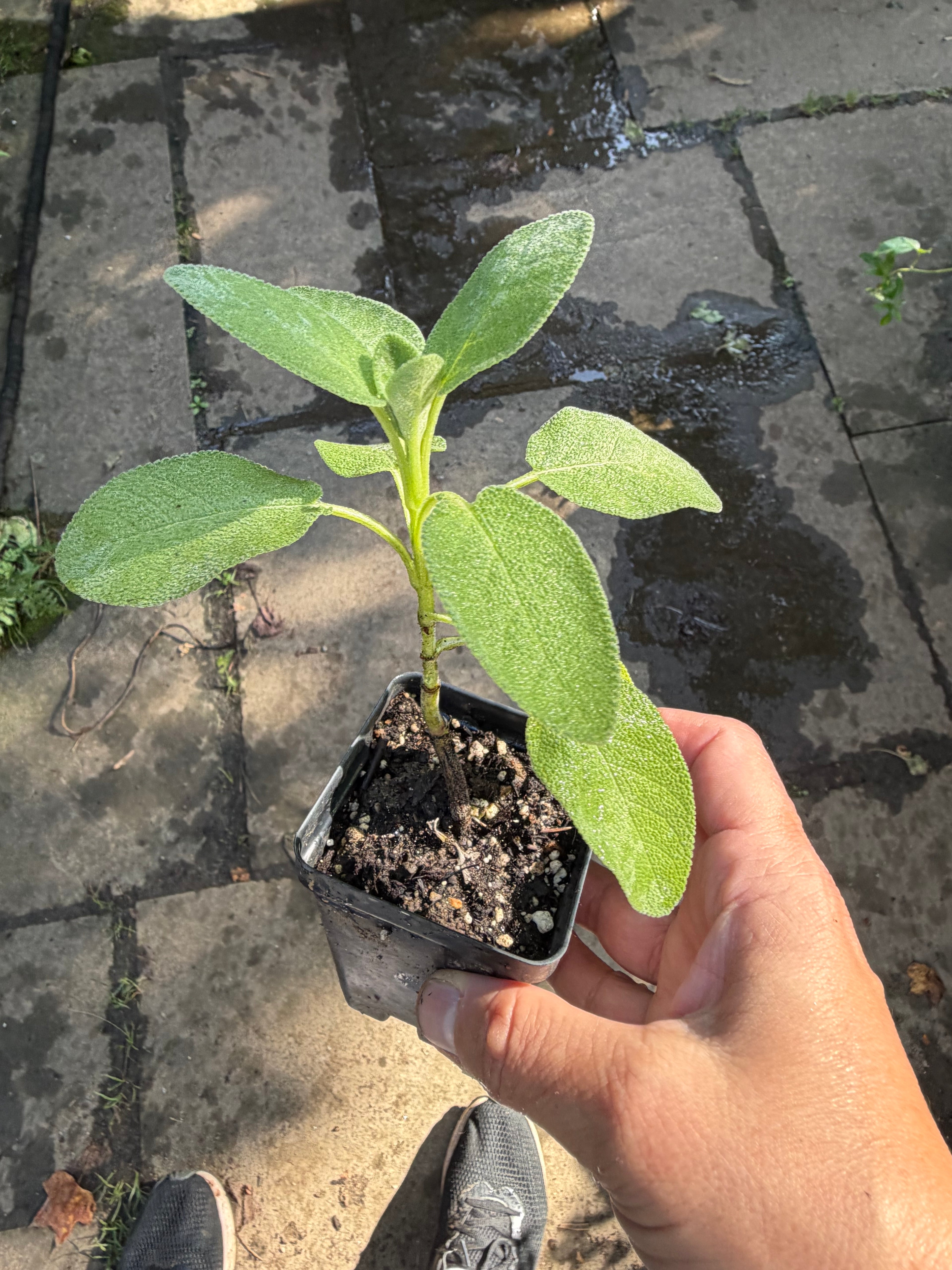 Culinary Sage Plant - Live Salvia officinalis, Herb Garden Perennial, Zones 4-10 — plant detail