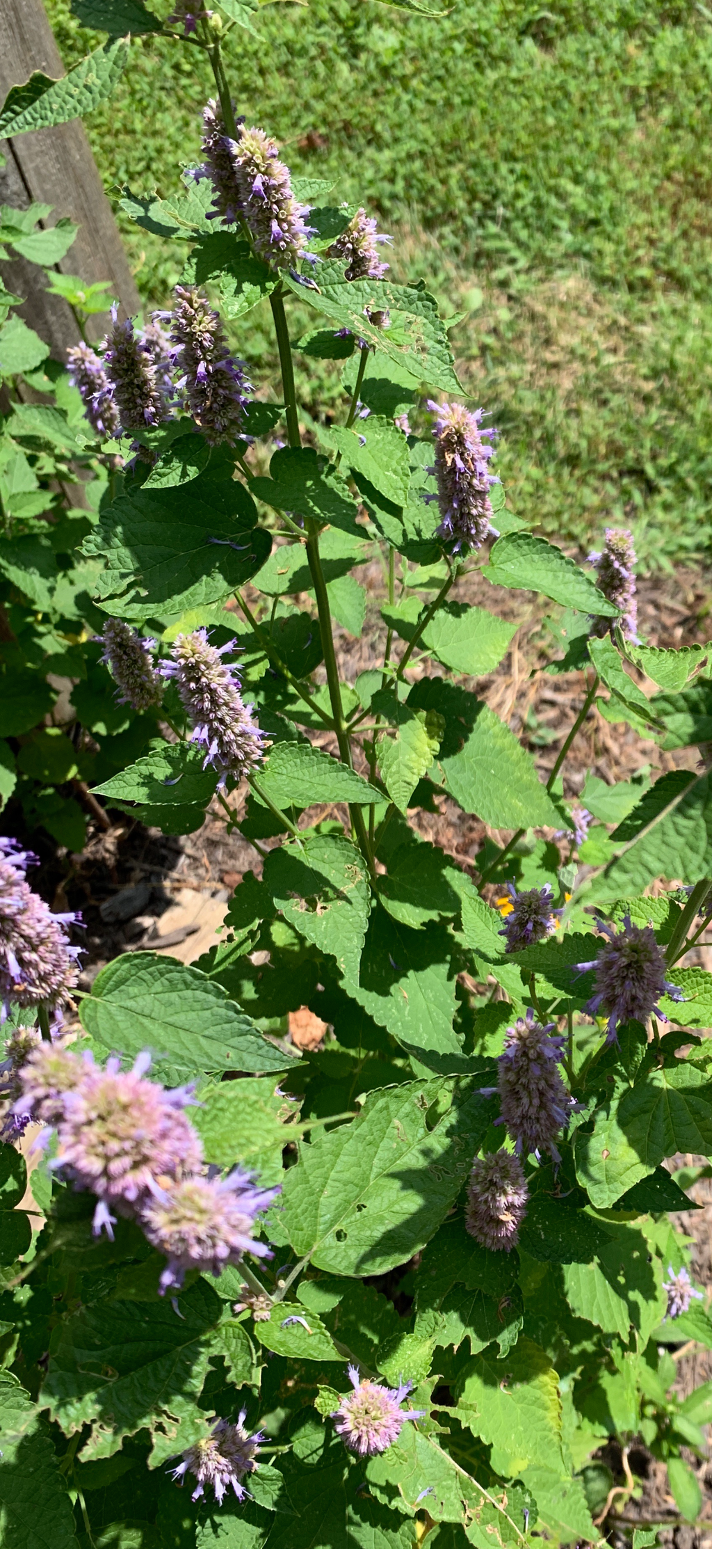 Anise Hyssop - Agastache Foeniculum