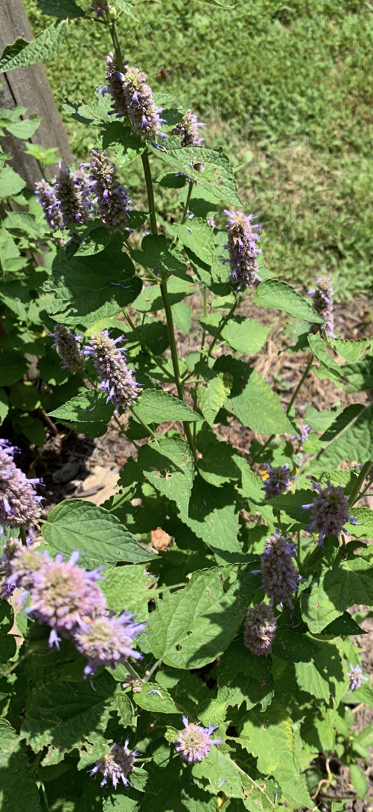 Anise Hyssop - Agastache Foeniculum