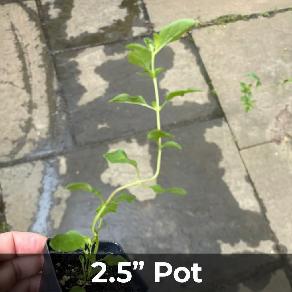 San Carlos Festival Salvia Plant
