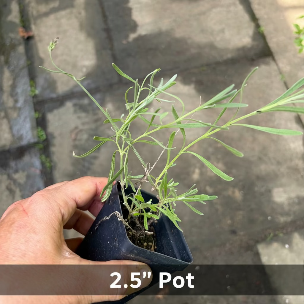 True English Lavender Plant