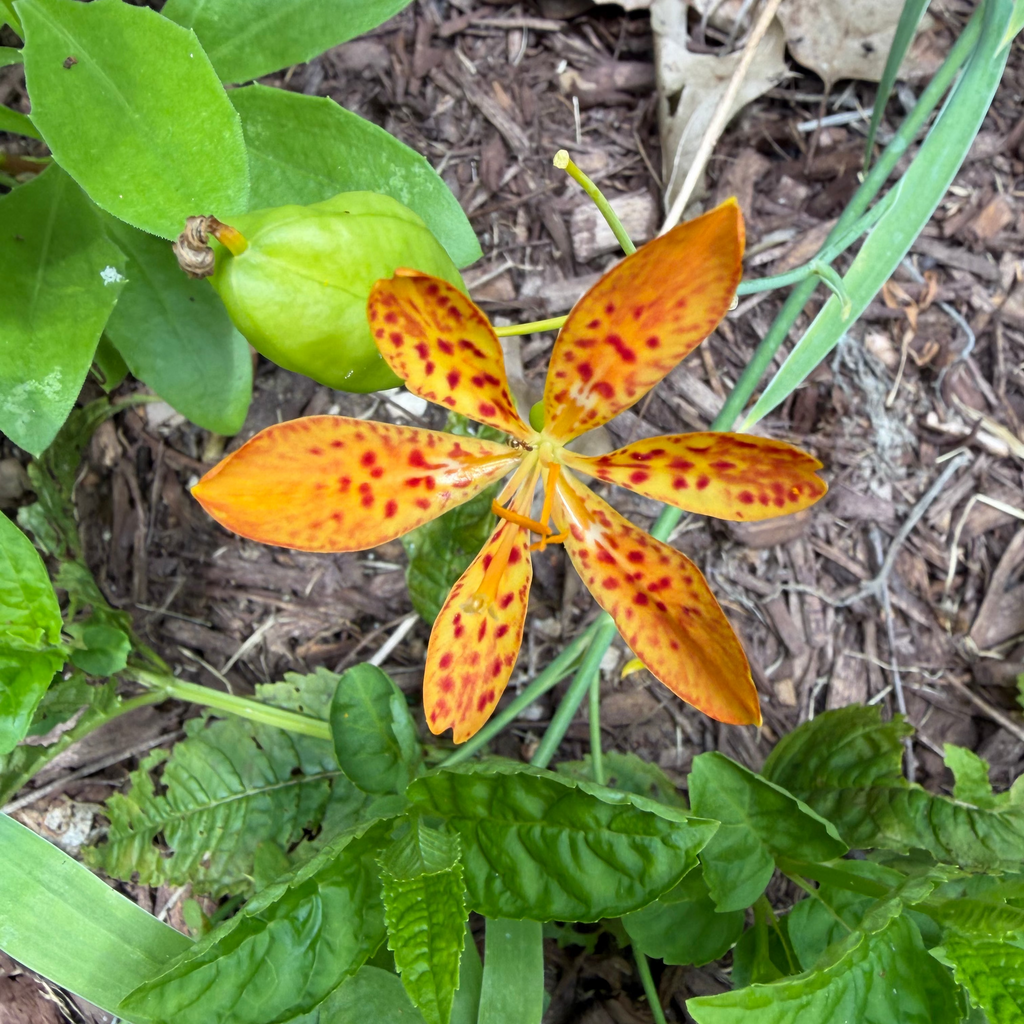 Lily plant detail