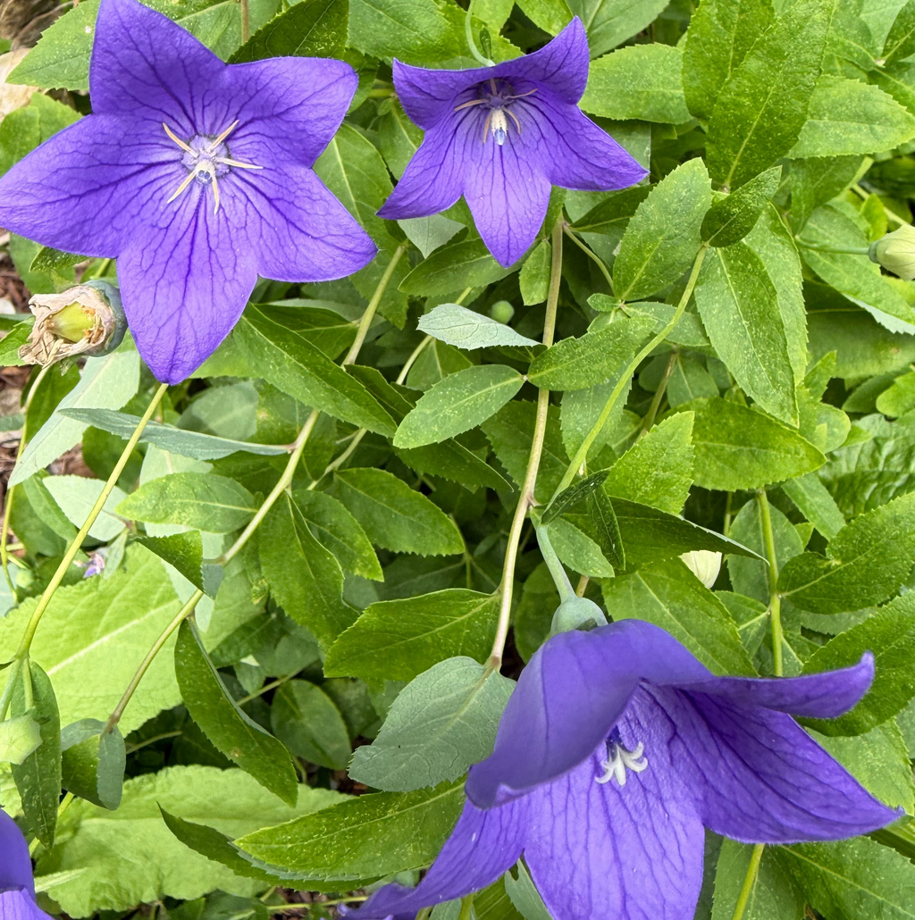 Balloon Flower (Platycodon grandiflorus) Live Plant – Blue-Purple Blooms, Perennial, Zones 3–9