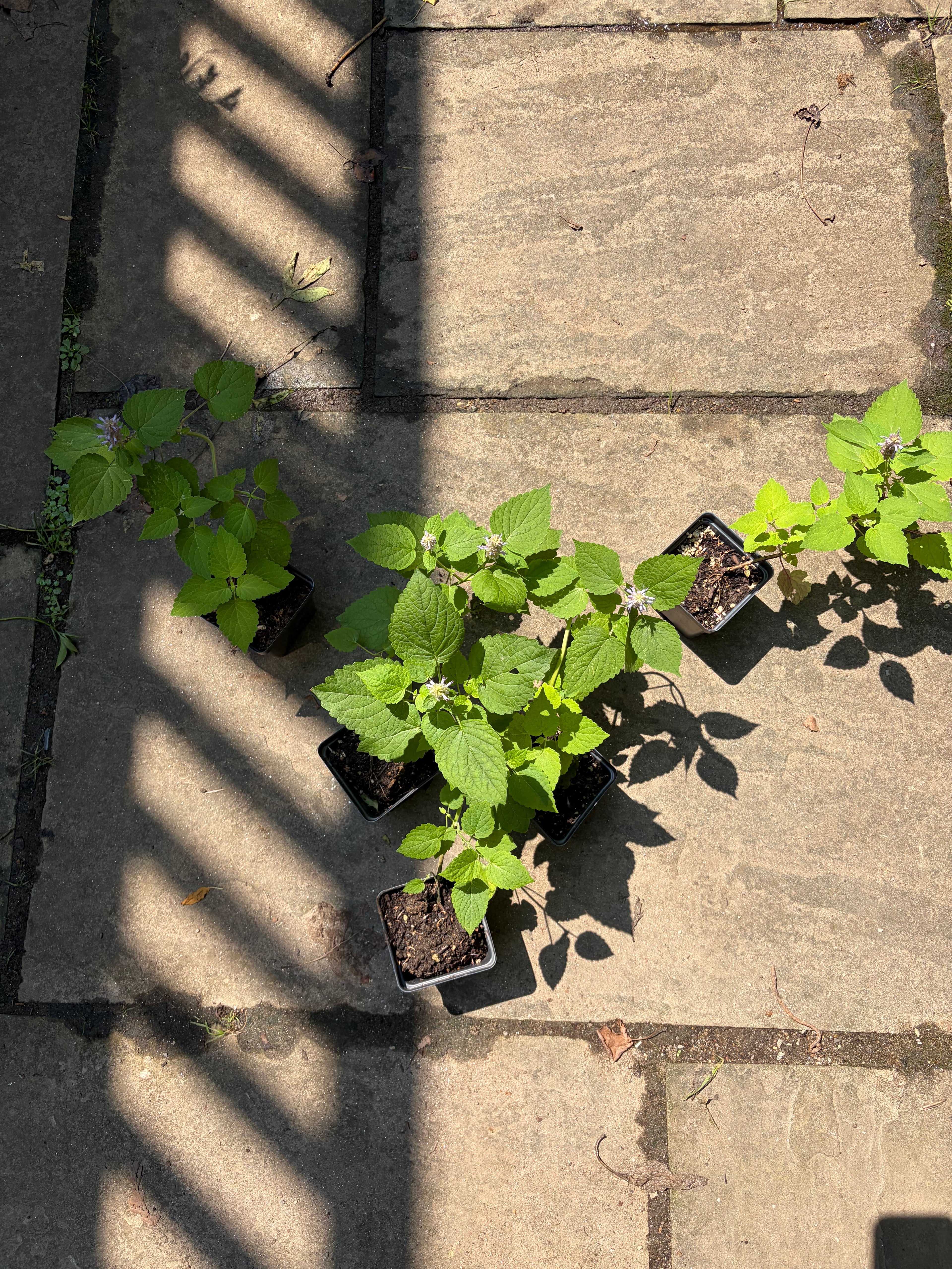Anise Hyssop Live Plant (Agastache foeniculum) – Purple Blooms, Deer Resistant, Zones 3–9
