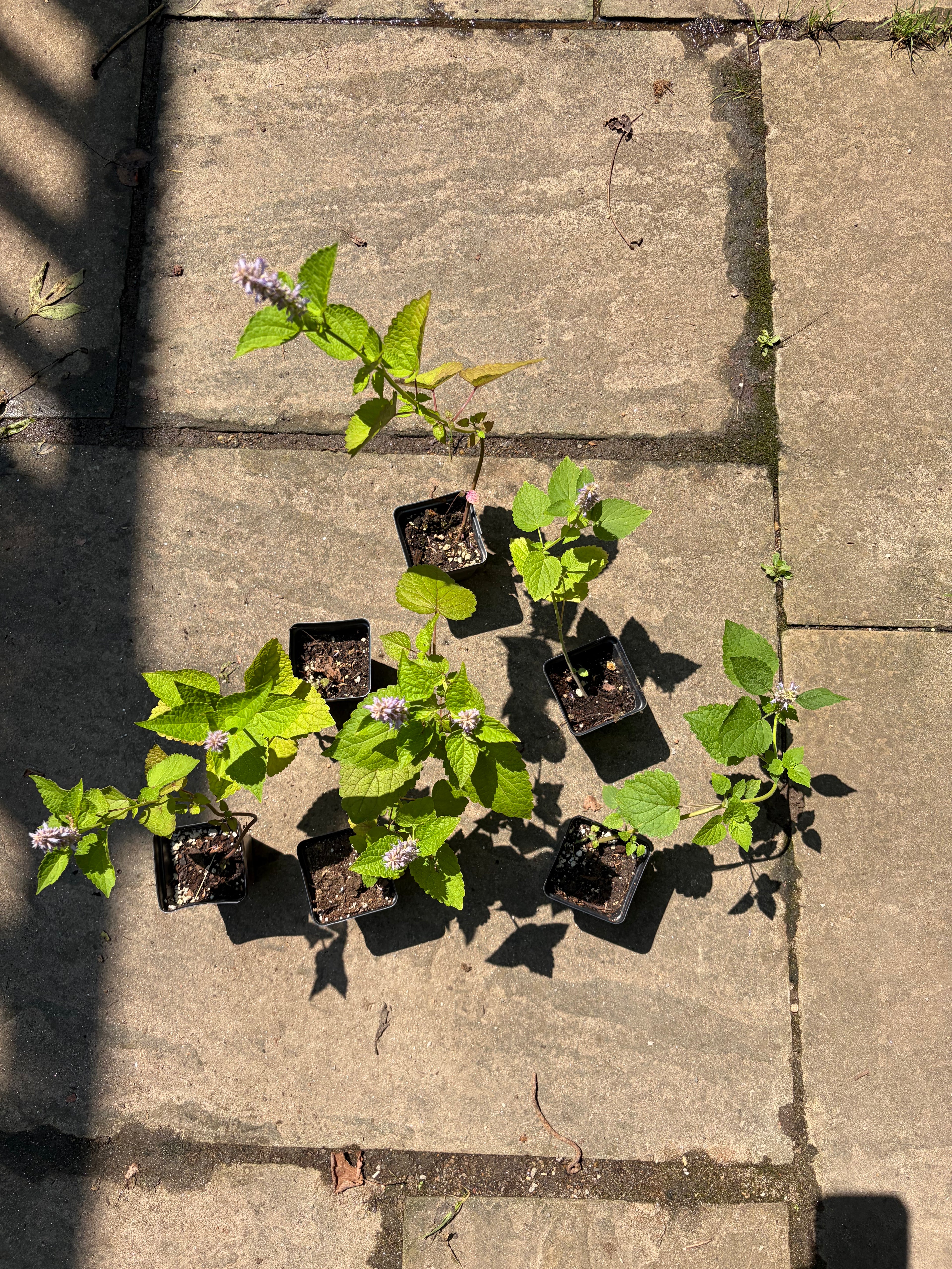 Anise Hyssop Live Plant (Agastache foeniculum) – Purple Blooms, Deer Resistant, Zones 3–9