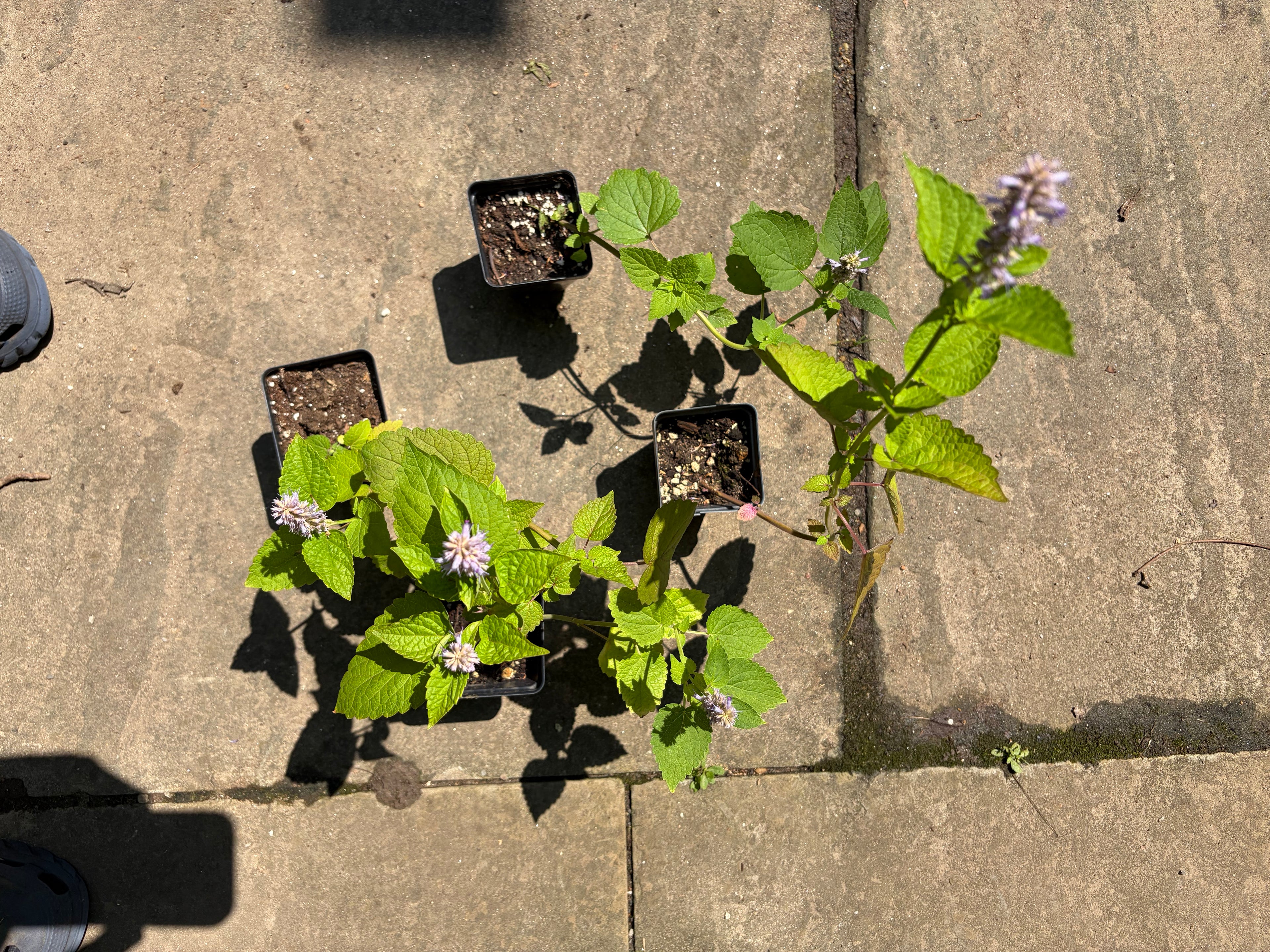 Anise Hyssop Live Plant (Agastache foeniculum) – Purple Blooms, Deer Resistant, Zones 3–9