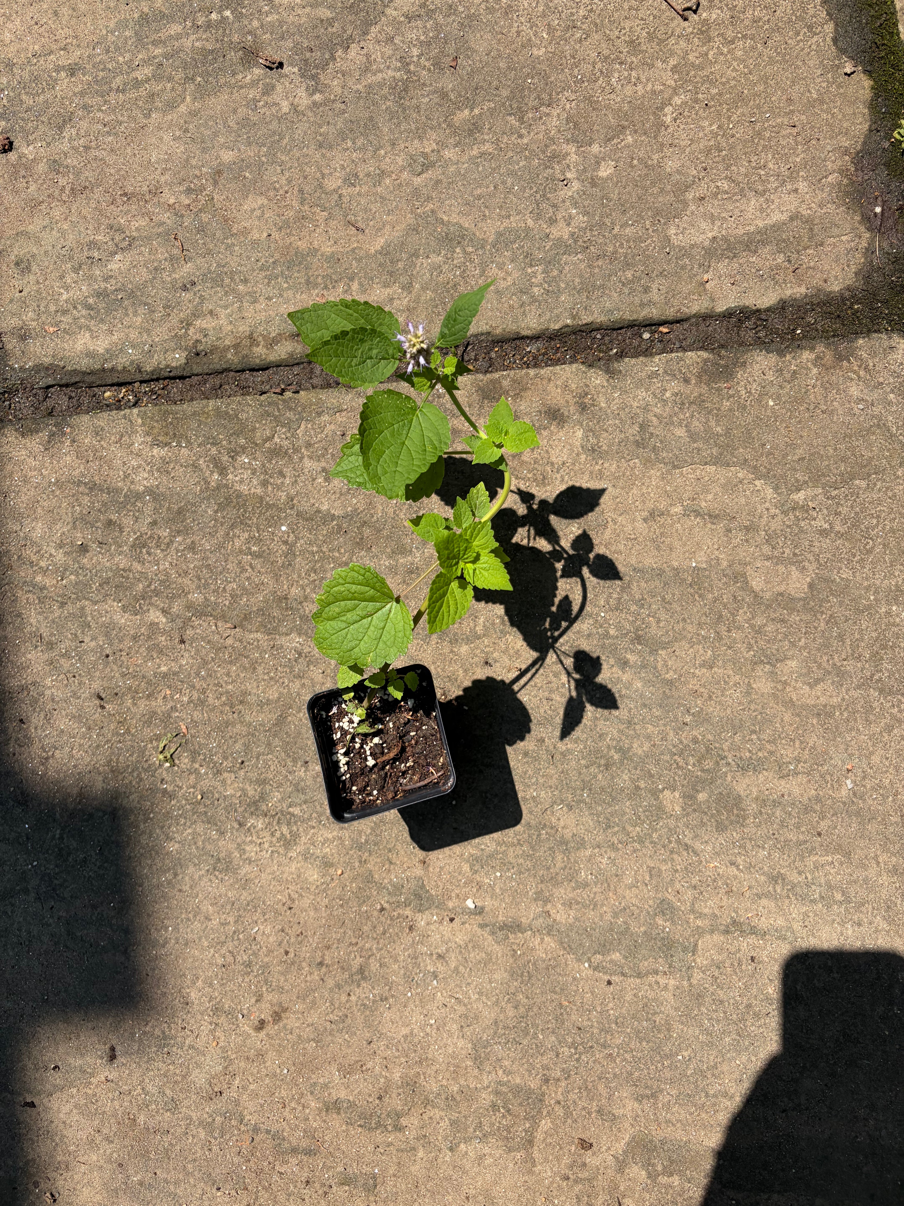 Anise Hyssop Live Plant (Agastache foeniculum) – Purple Blooms, Deer Resistant, Zones 3–9
