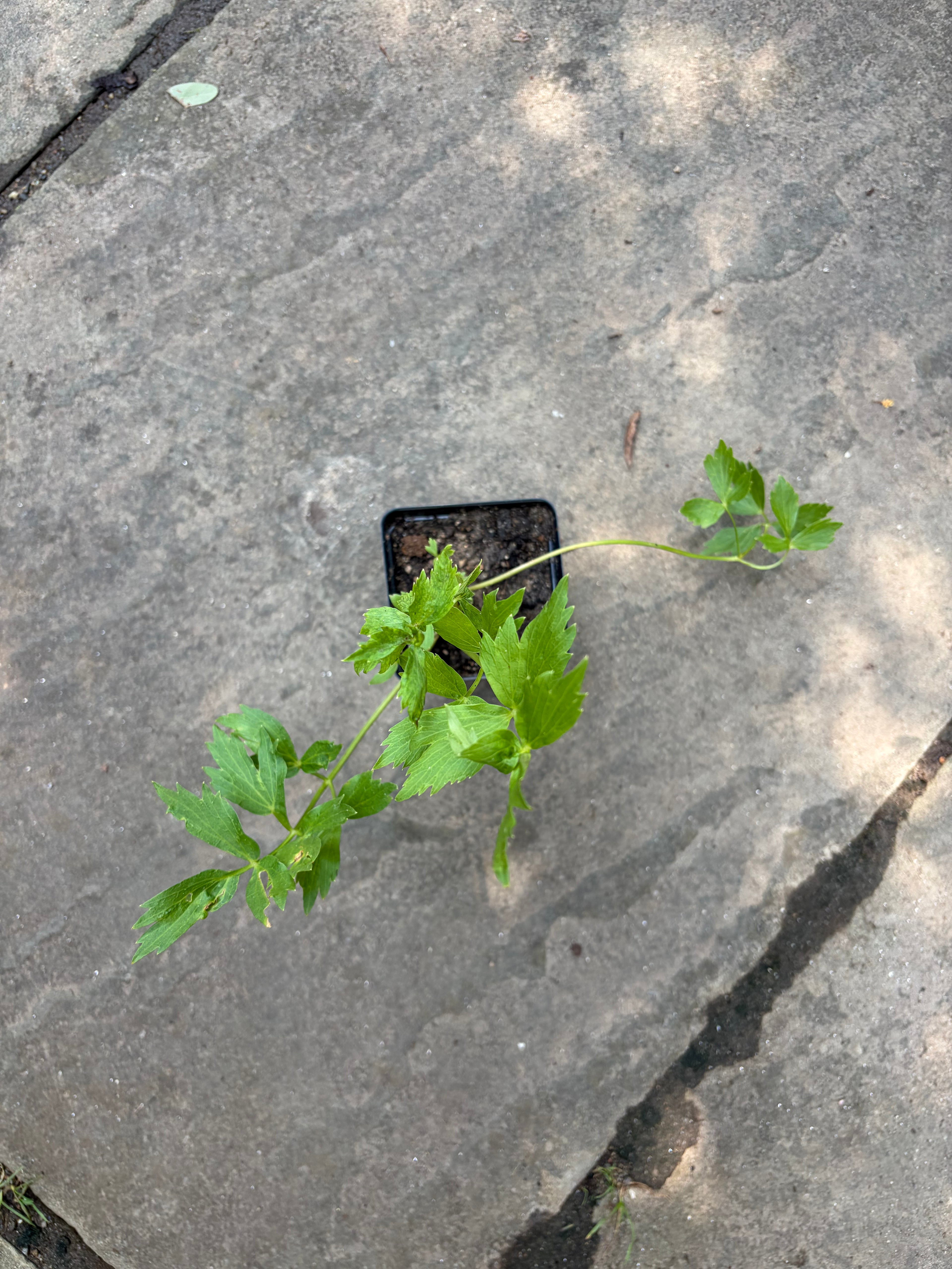 Lovage (Levisticum officinale) Live Plants – Culinary Herb, Bold Celery Flavor, Perennial, Zones 4–8