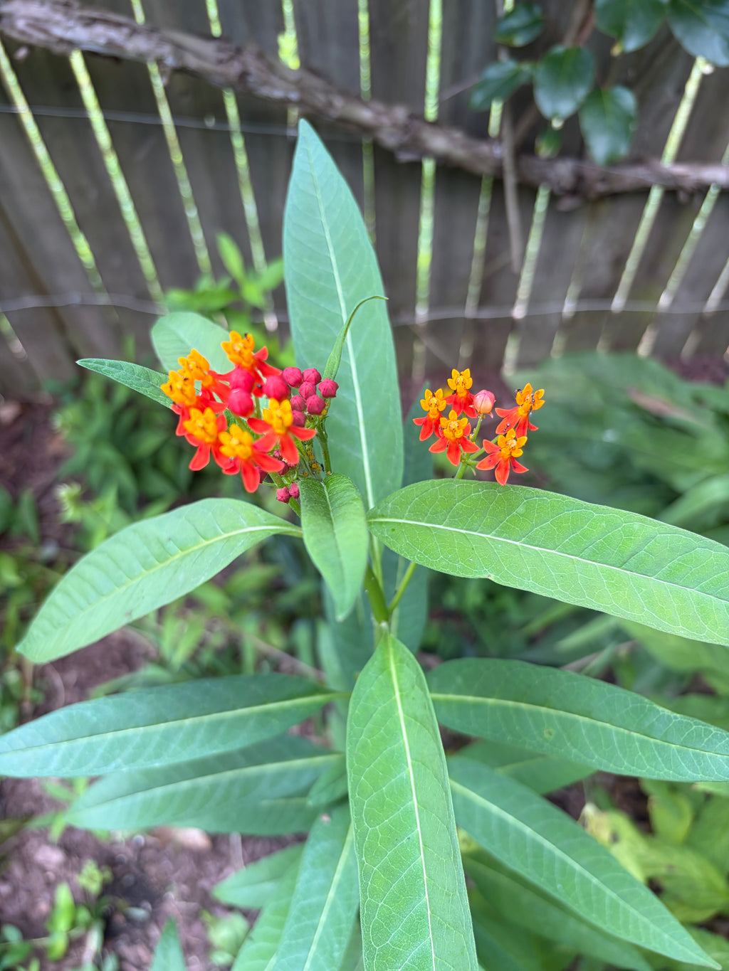 Tropical Milkweed Live Plants