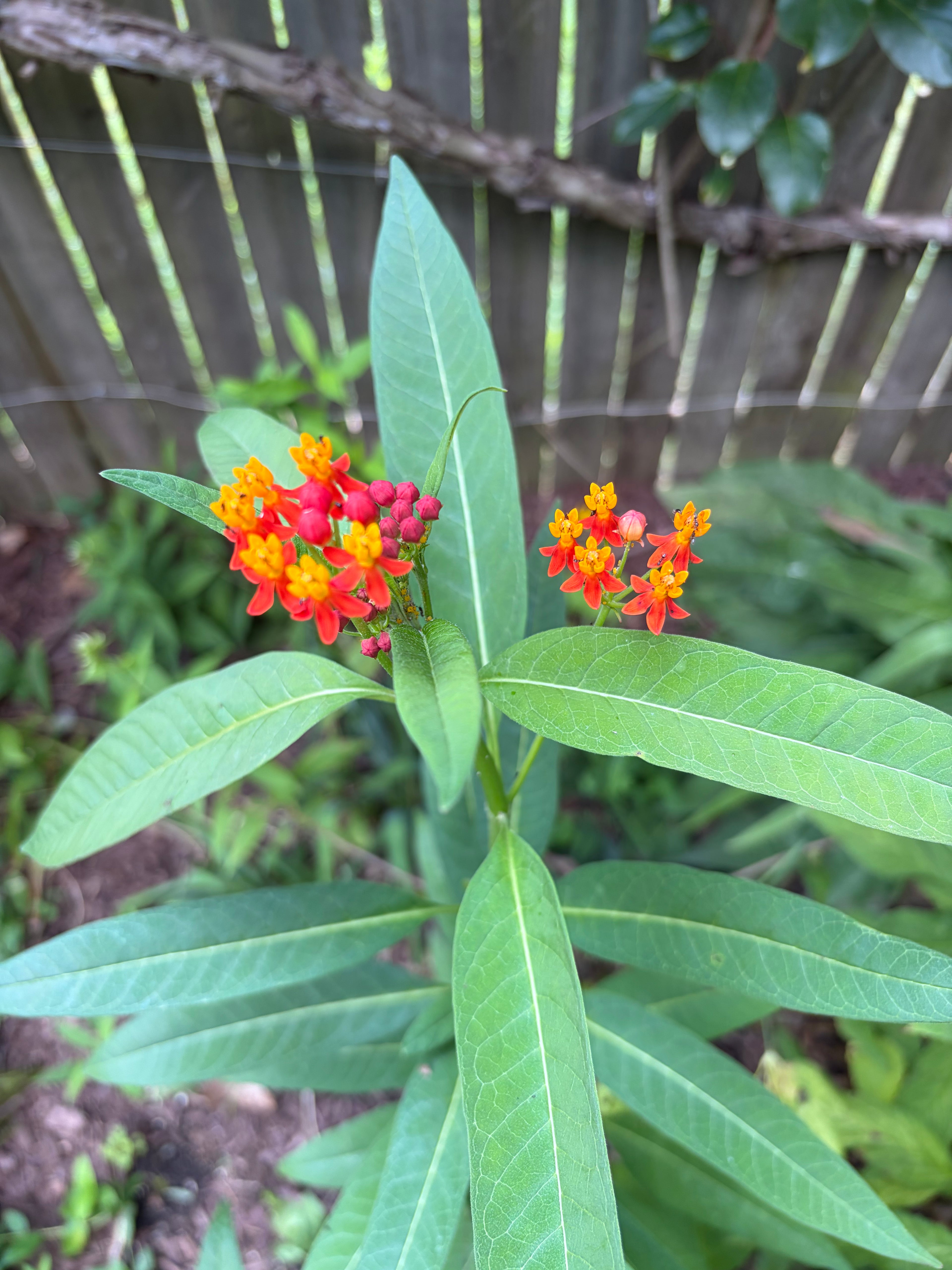 Tropical Milkweed Live Plants