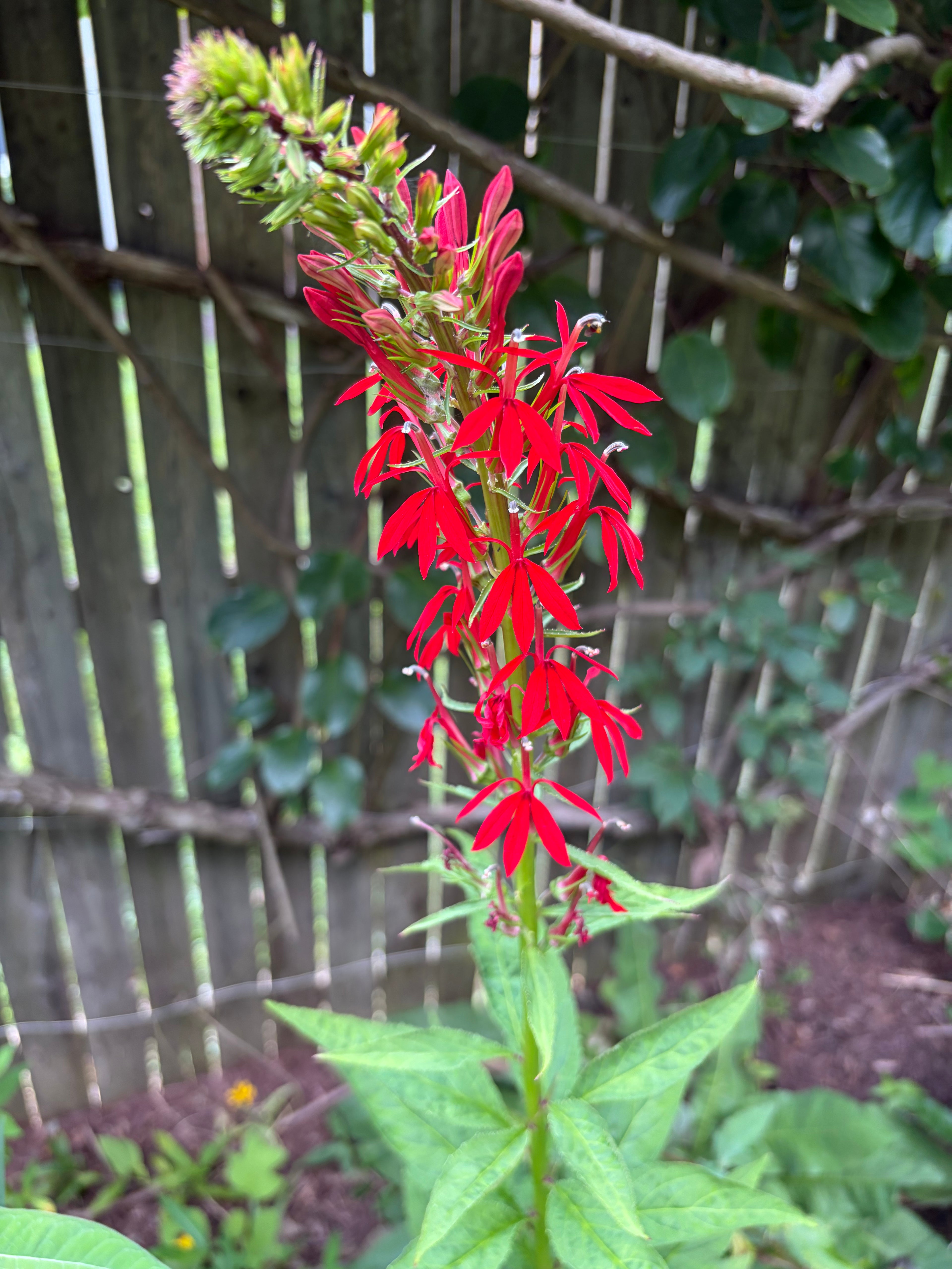 Cardinal Flower Live Plant – Lobelia cardinalis — plant detail