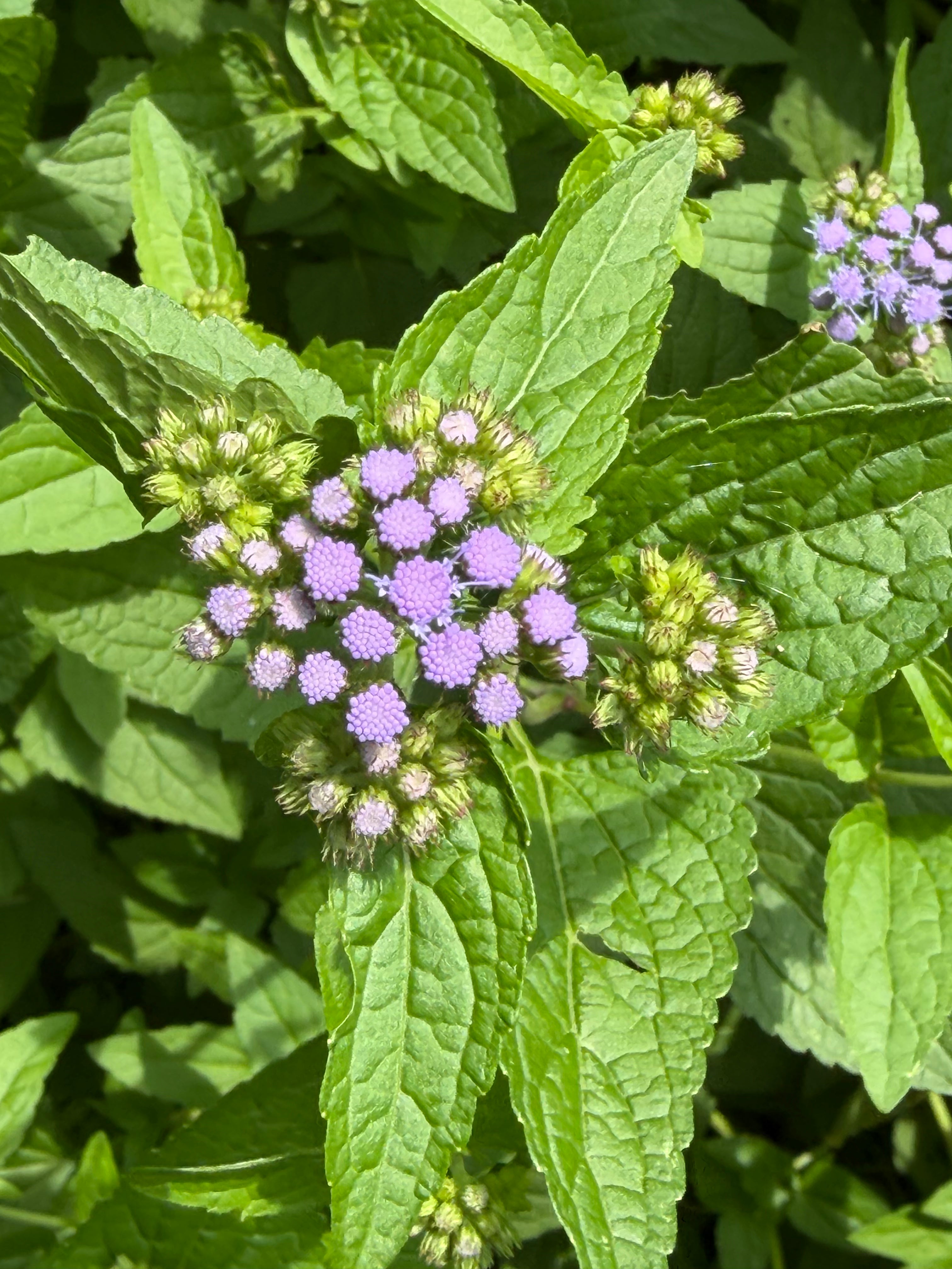Blue Mist Flower Live Plants (Conoclinium coelestinum)