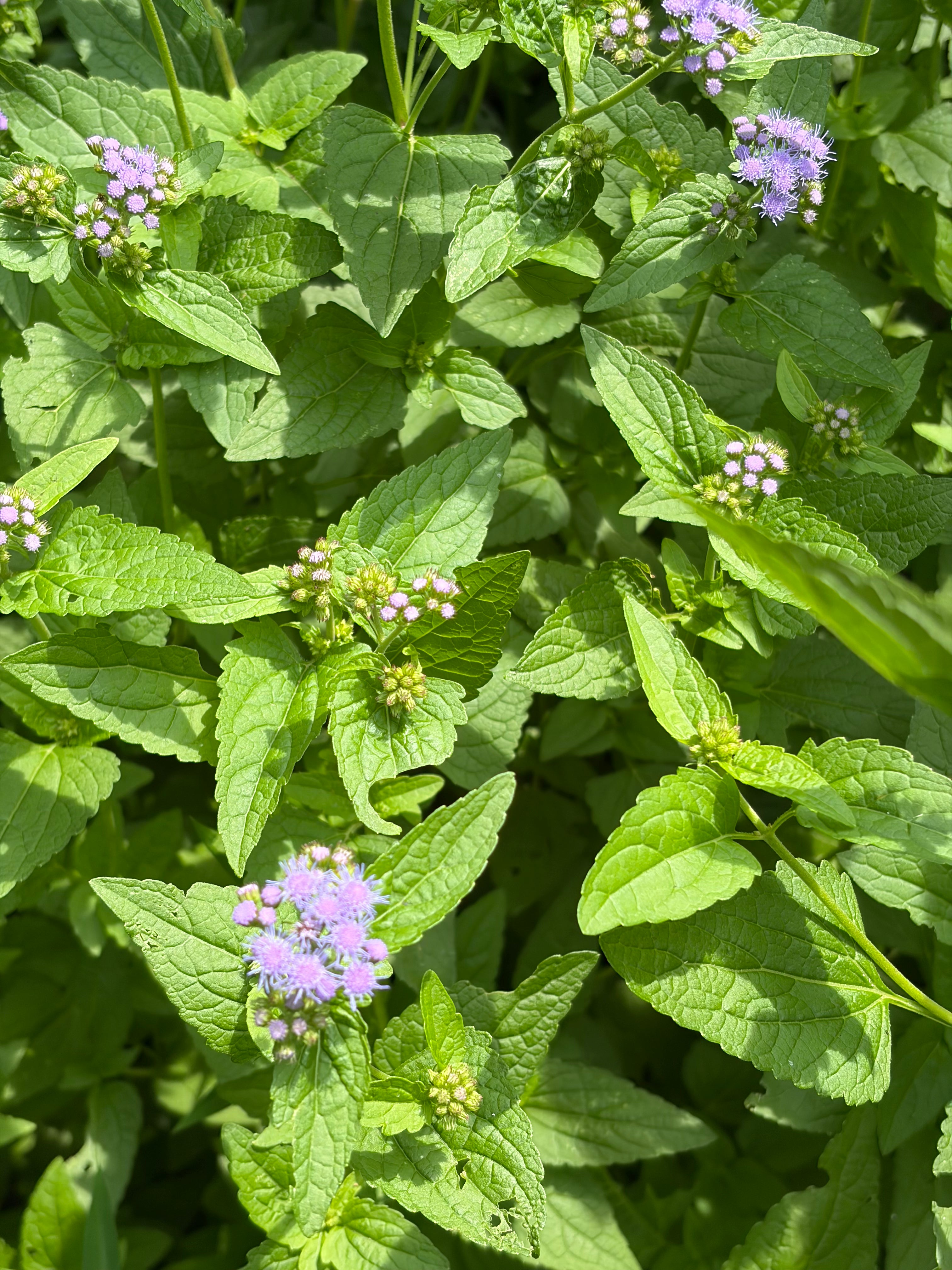 Blue Mist Flower Live Plants (Conoclinium coelestinum)