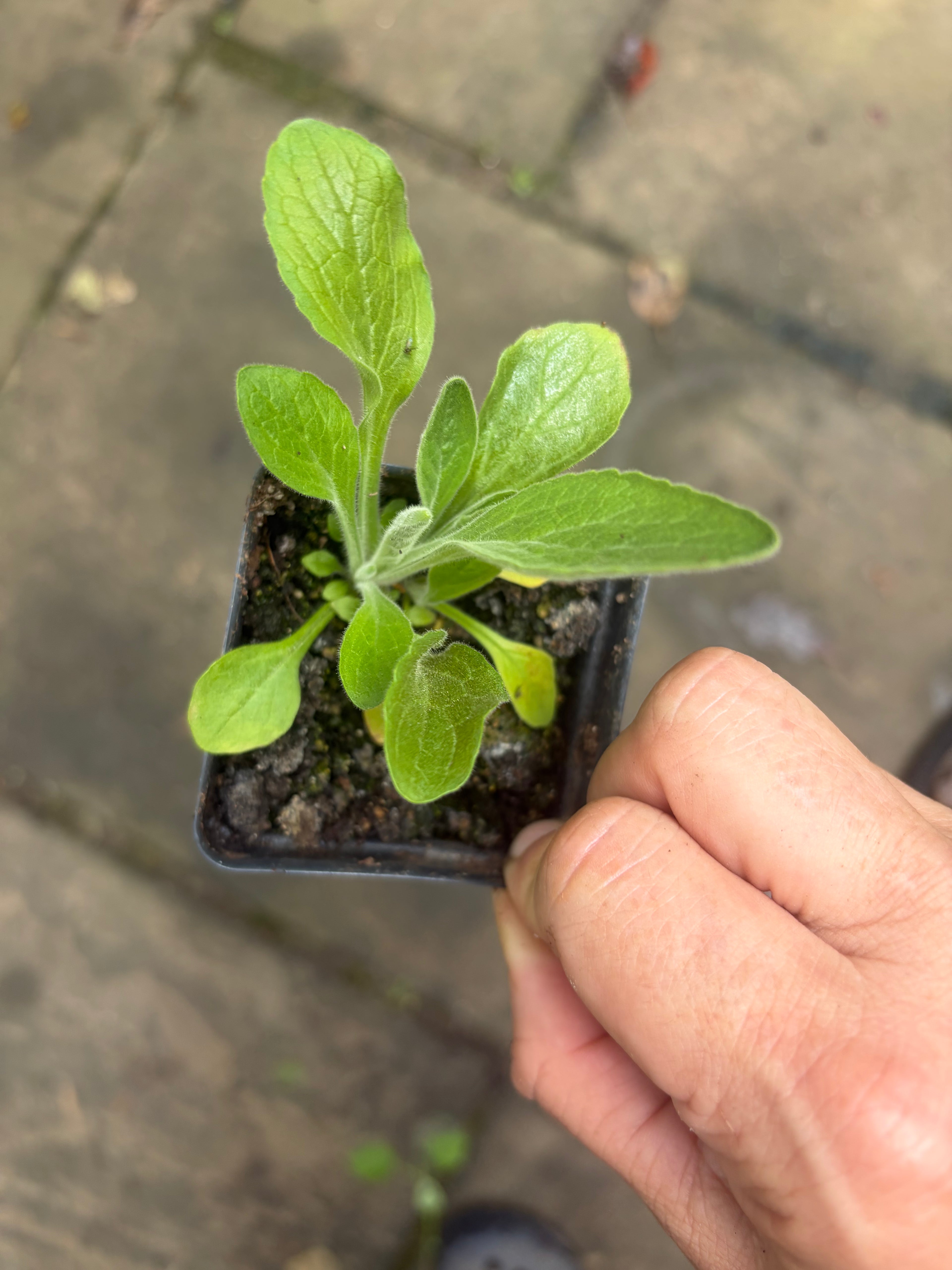 Spanish Peaks Foxglove (Digitalis thapsi 'Spanish Peaks') Live Plant