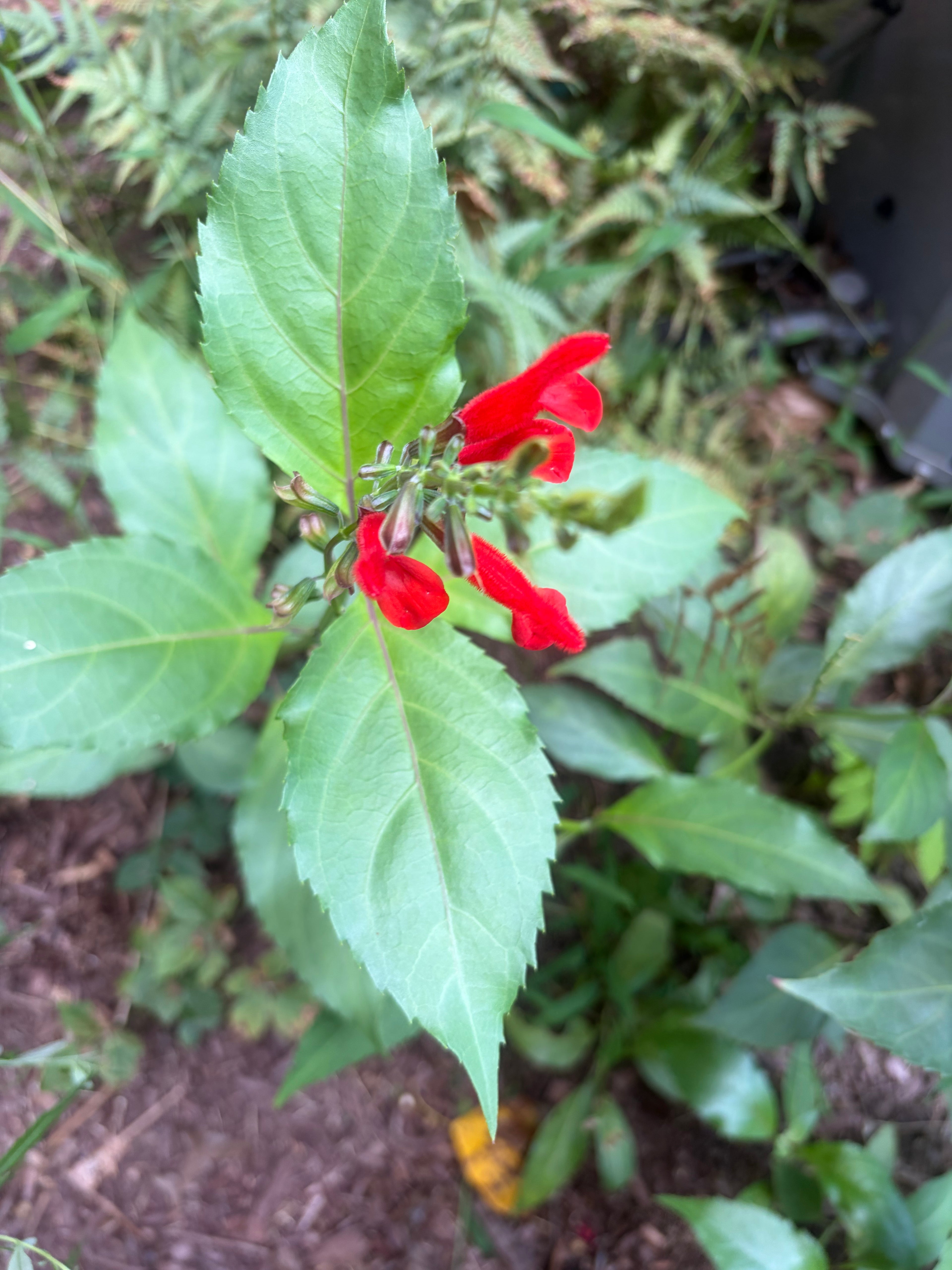 Belize Sage Live Plant (Salvia miniata) – Hummingbird & Pollinator Perennial, Zones 9–11