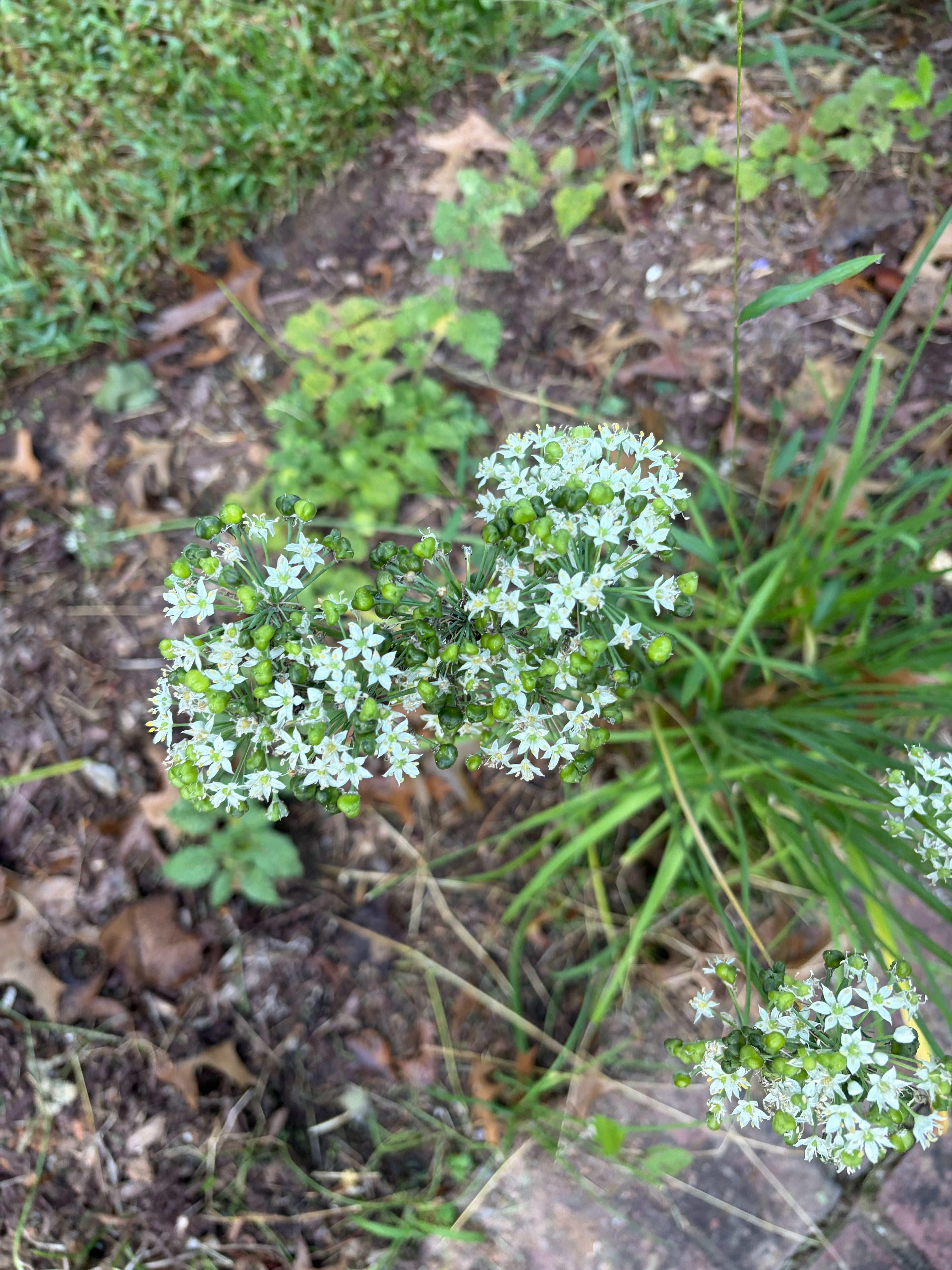250 Garlic Chive Seeds (Allium tuberosum)
