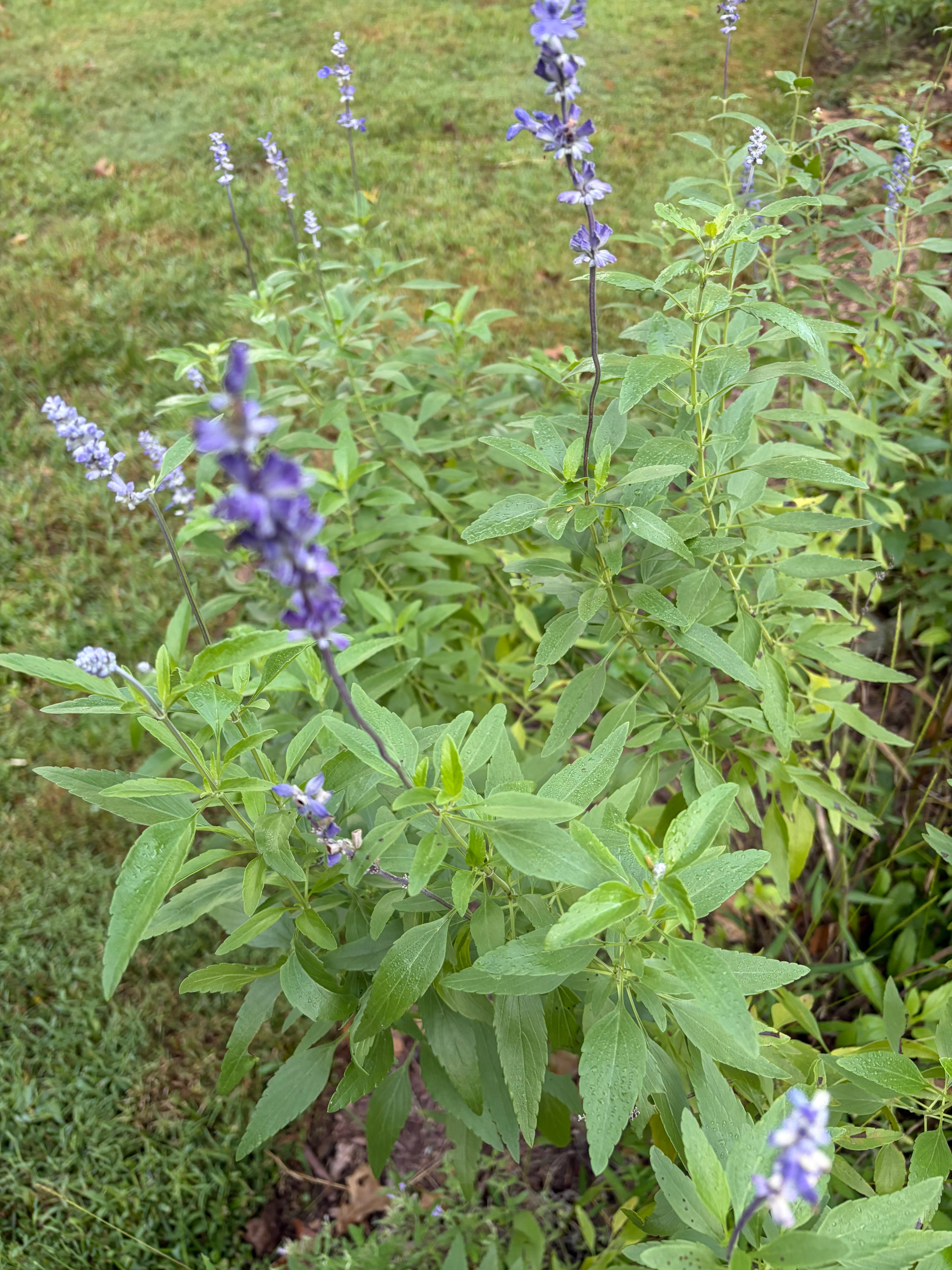 Sirius Blue Sage Live Plant — product image