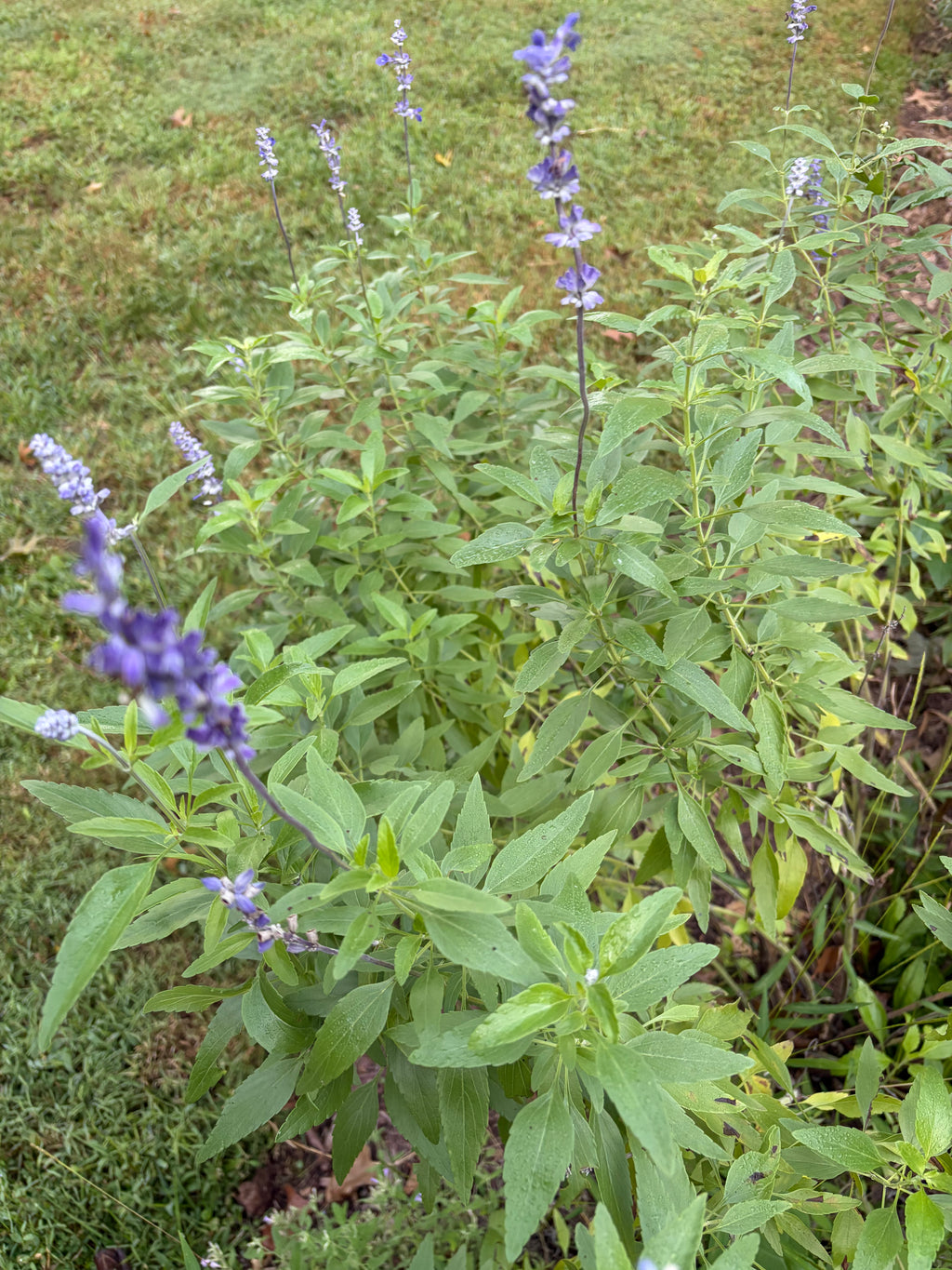 Sirius Blue Sage Live Plant — product image 2