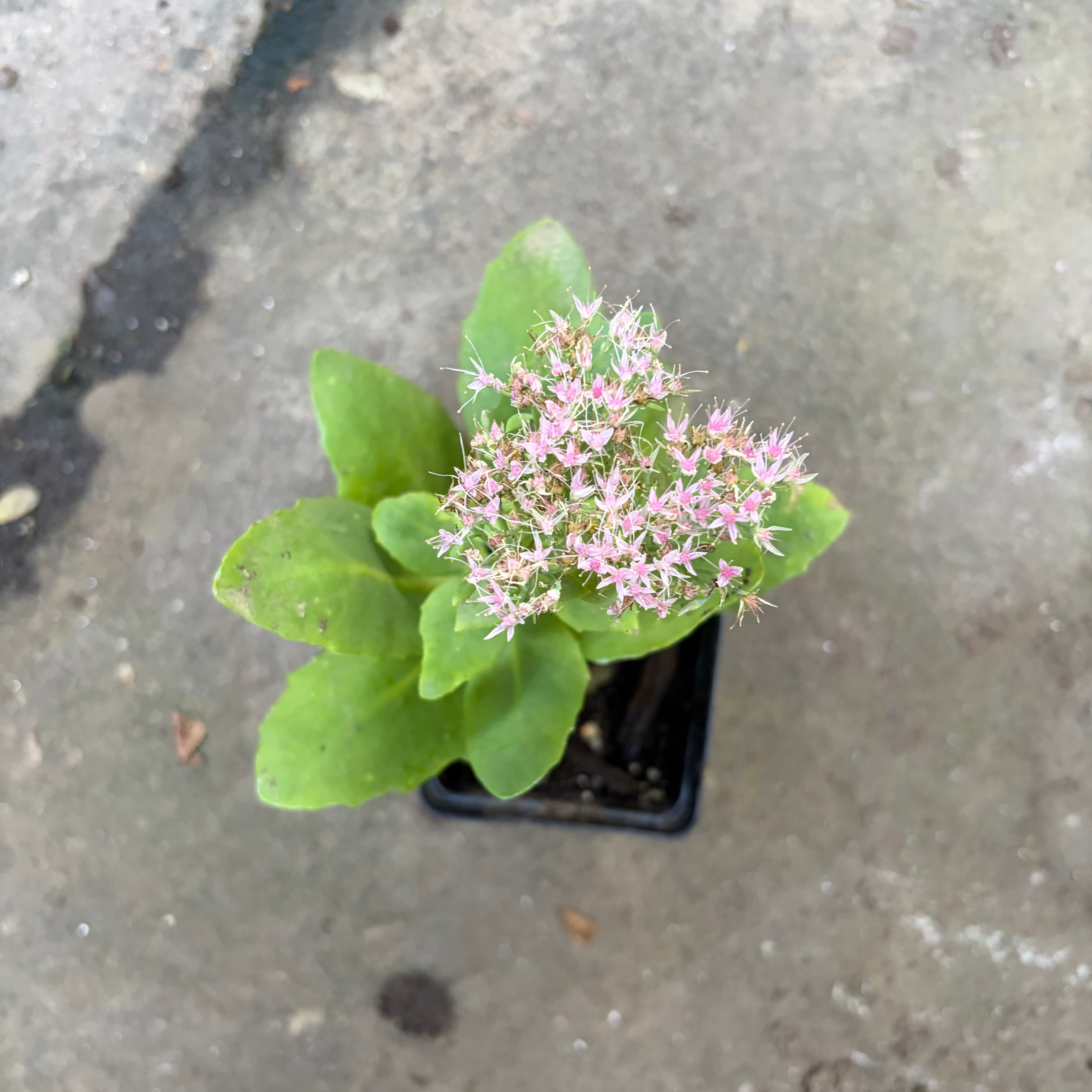 Autumn Joy Sedum Live Plant – Hylotelephium 'Herbstfreude' – Pink-Red Perennial Succulent – Zones 3–9