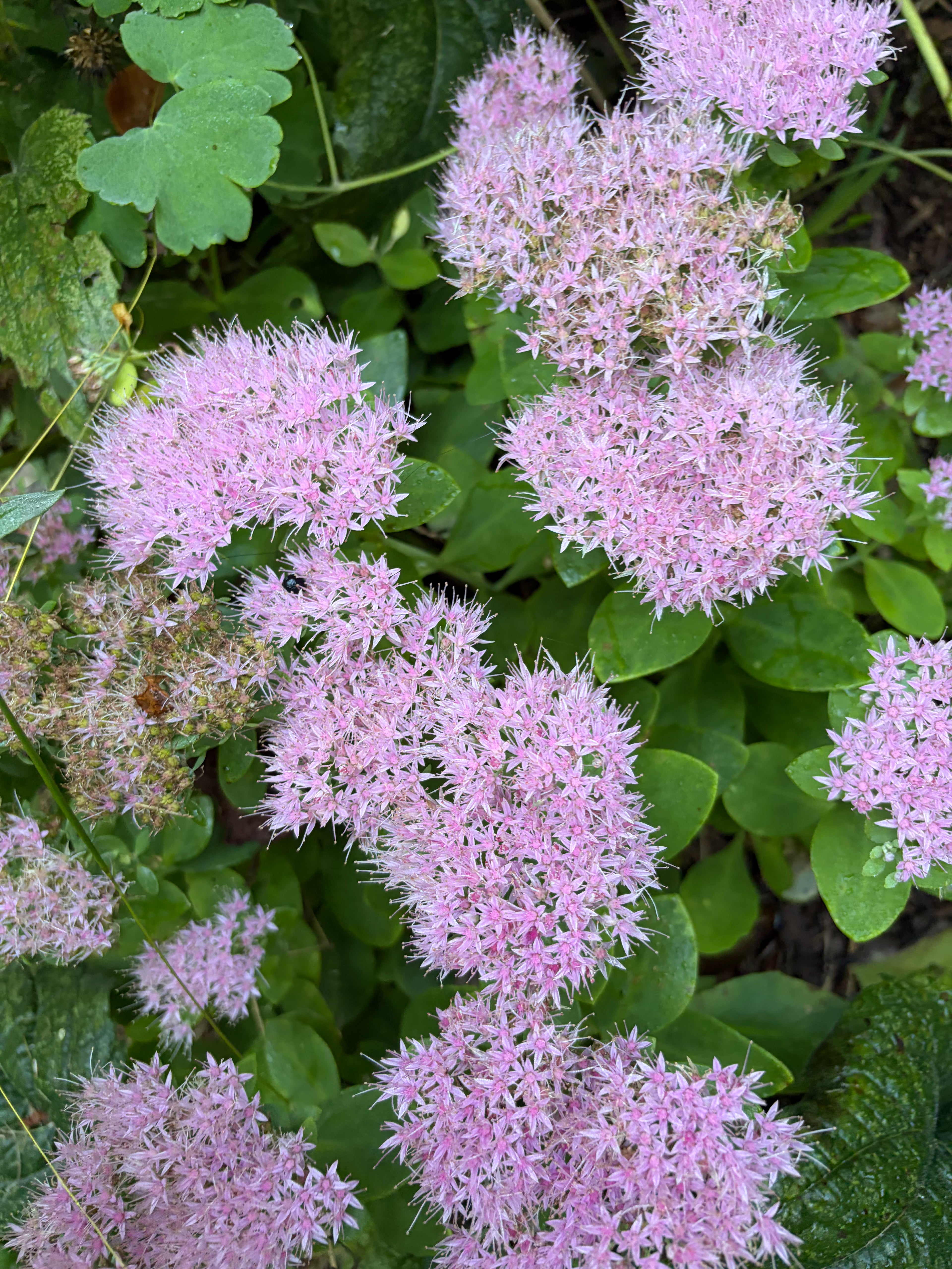Autumn Joy Sedum Live Plant – Hylotelephium 'Herbstfreude' – Pink-Red Perennial Succulent – Zones 3–9