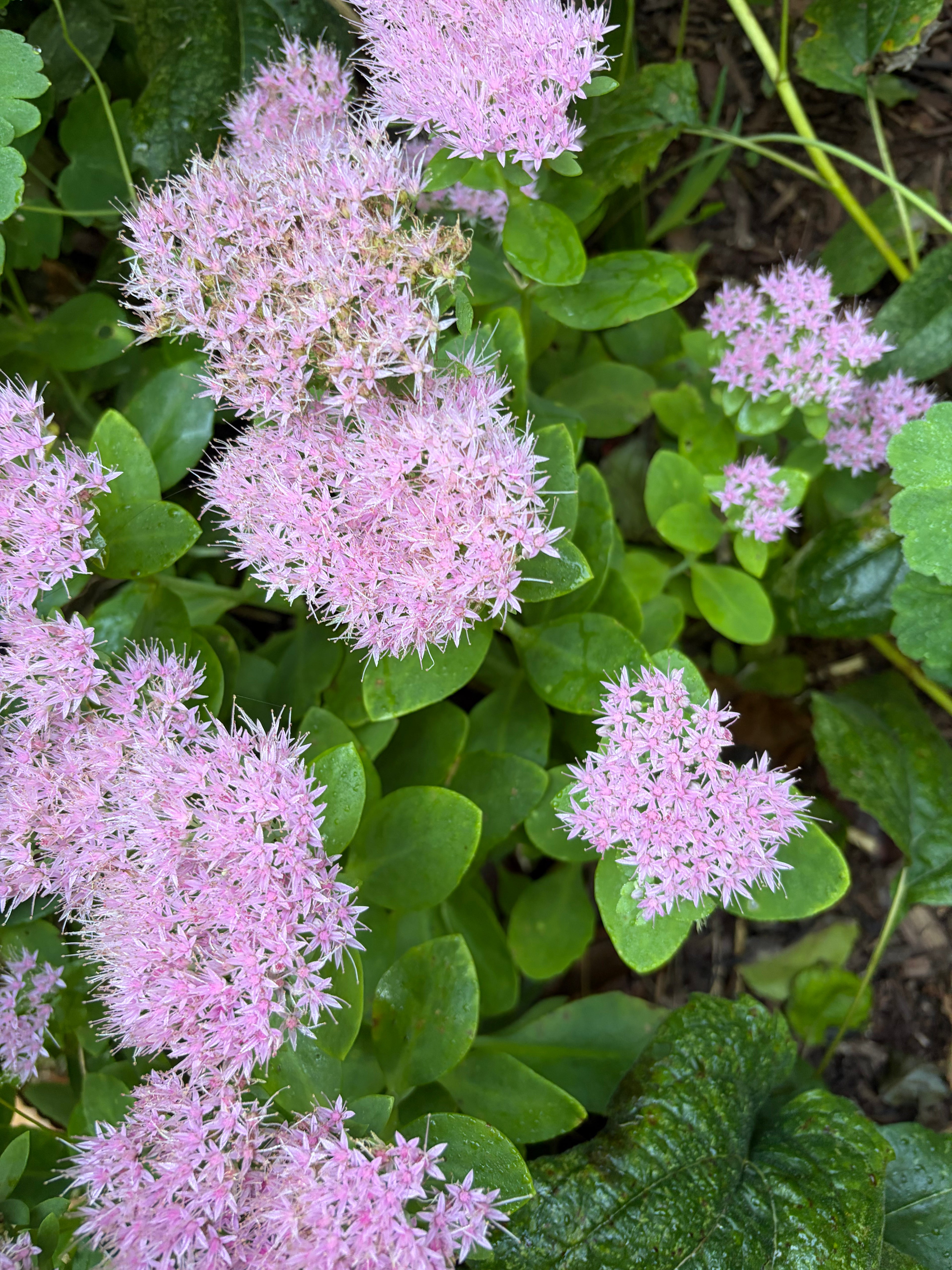 Autumn Joy Sedum Live Plant – Hylotelephium 'Herbstfreude' – Pink-Red Perennial Succulent – Zones 3–9