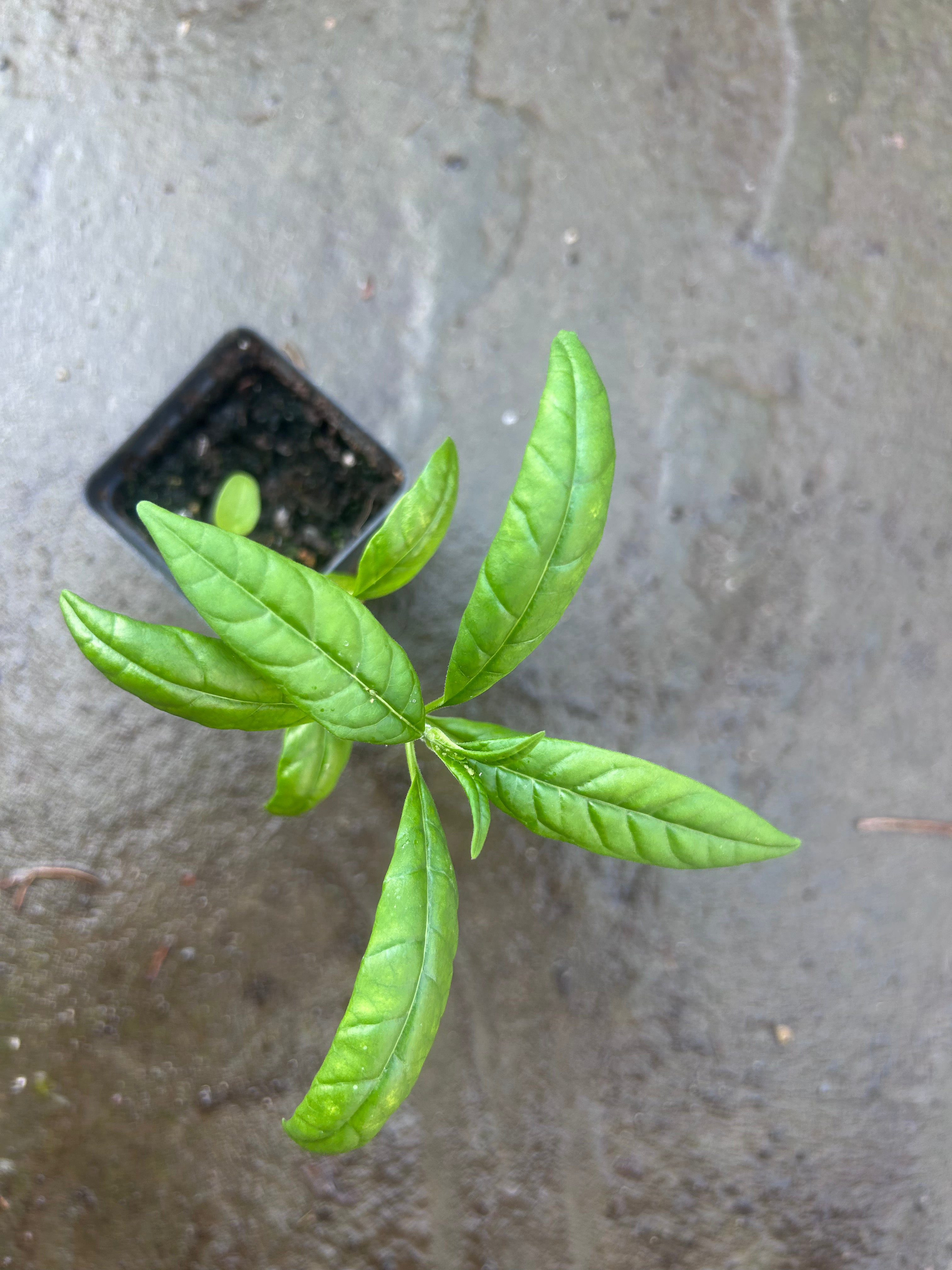 Tropical Milkweed Live Plants — plant detail