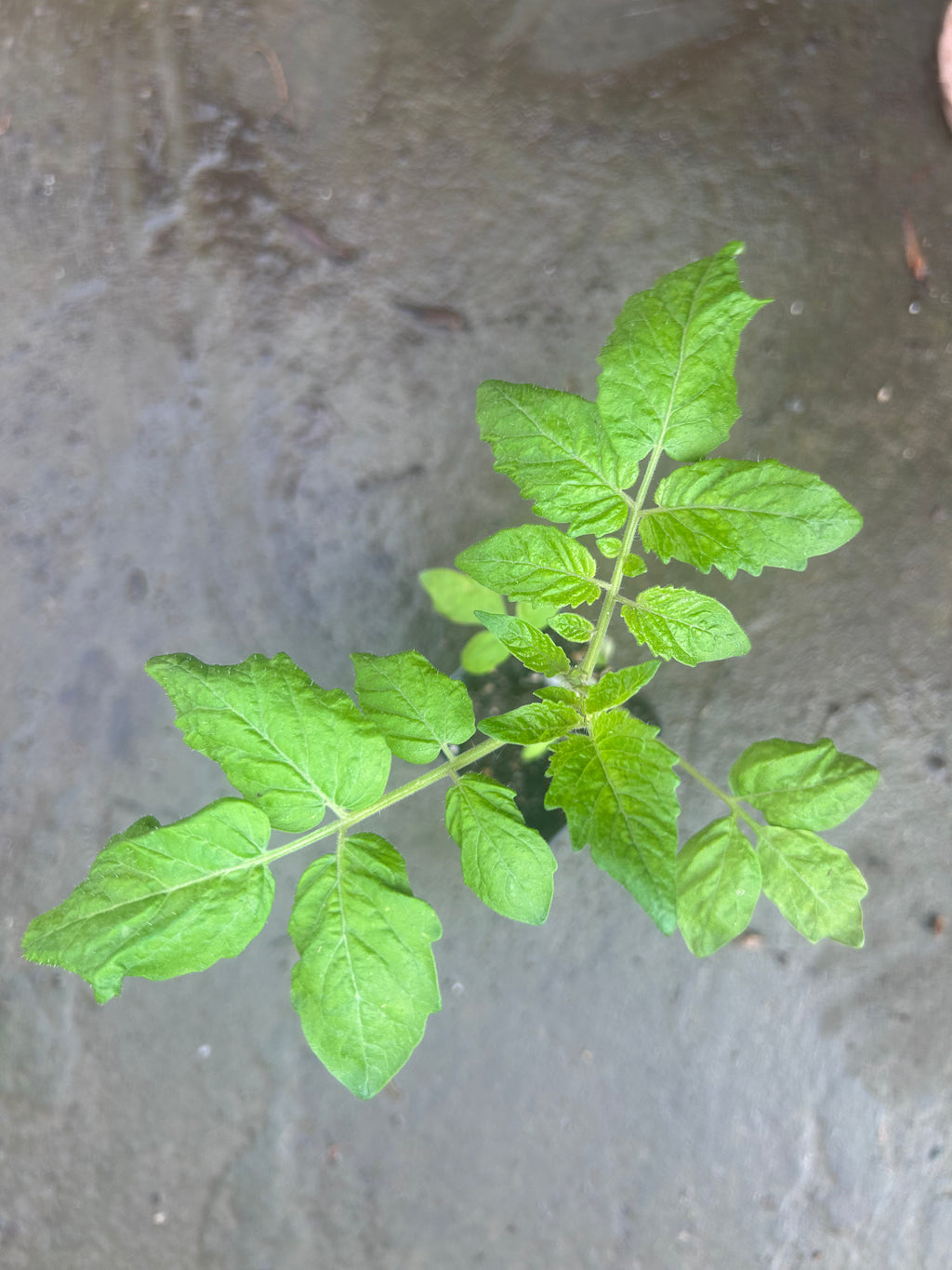 Tomato plant detail