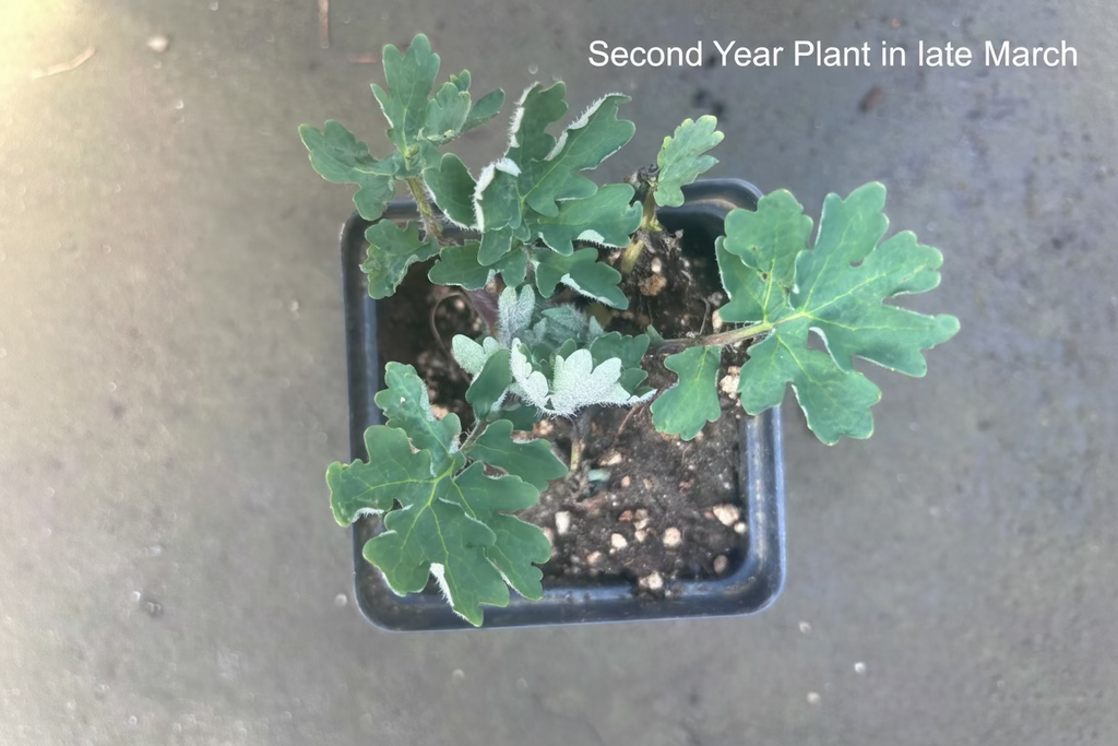 Woodland Poppy, Native Woodland Perennial, Yellow Spring Blooms, Zones 4-8