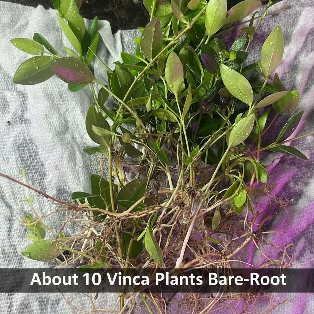 Vinca Minor (Periwinkle) Bare-Root Plants – Evergreen Ground Cover, Zones 4–8