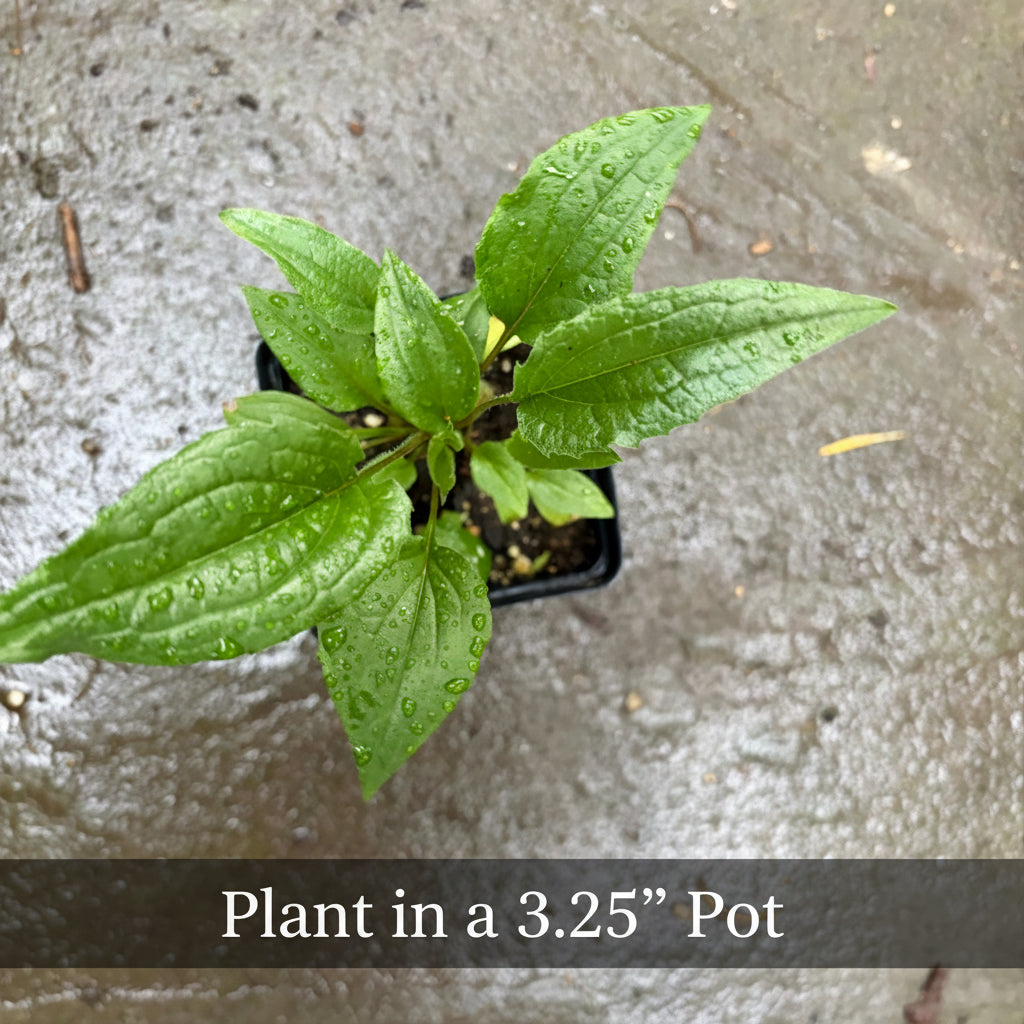 Purple Coneflower Plants - Echinacea Purpurea, Native Perennial, Full-Part Sun, Zones 3-9