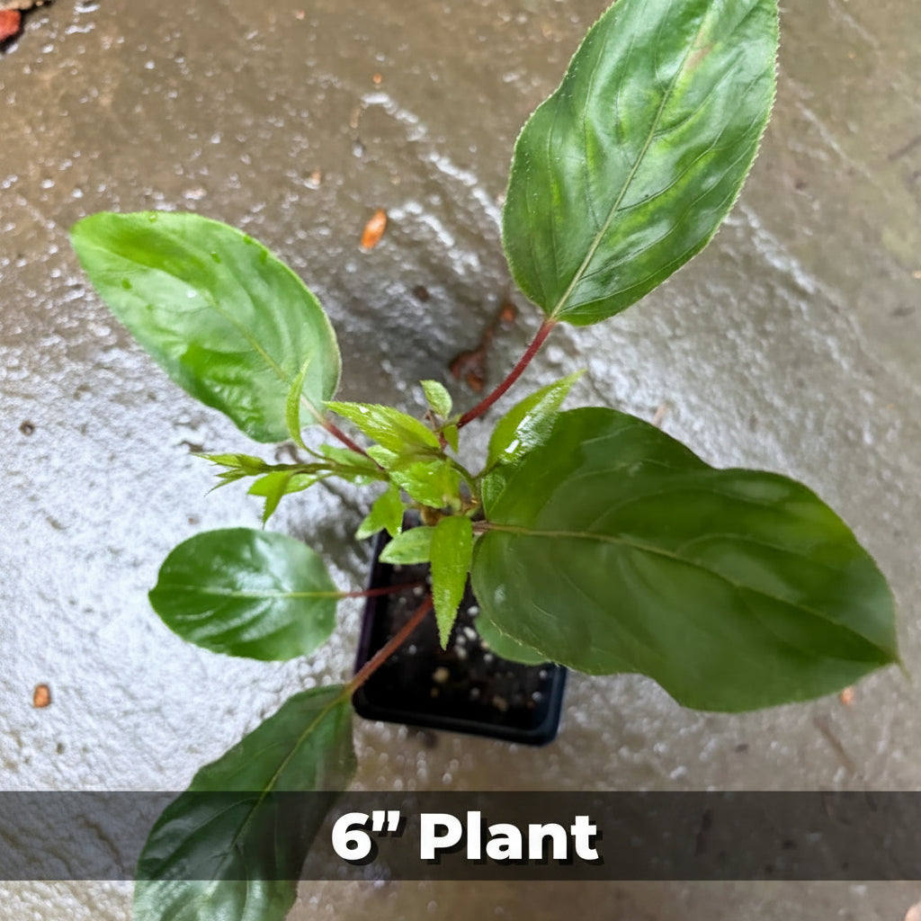 Hardy Kiwi Plants - Actinidia Arguta (Anna Female & Meader Male)