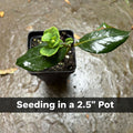 Native Coral Honeysuckle Live Plant – Lonicera sempervirens – Hummingbird Vine — plant detail