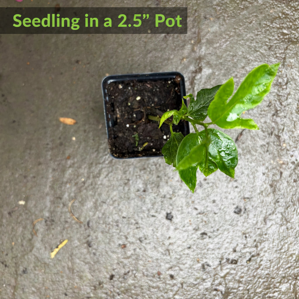 Maypop Passionflower/Passion Fruit Plants (2.5" Pots)